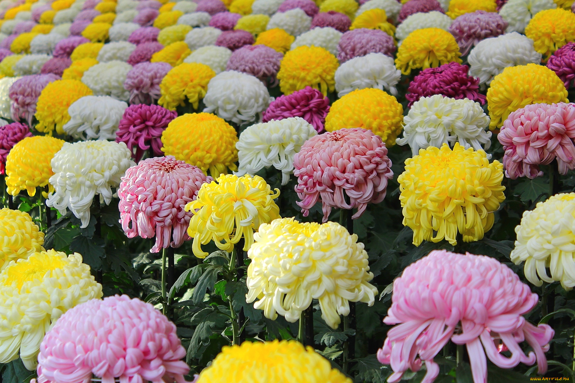 цветы, хризантемы, шары