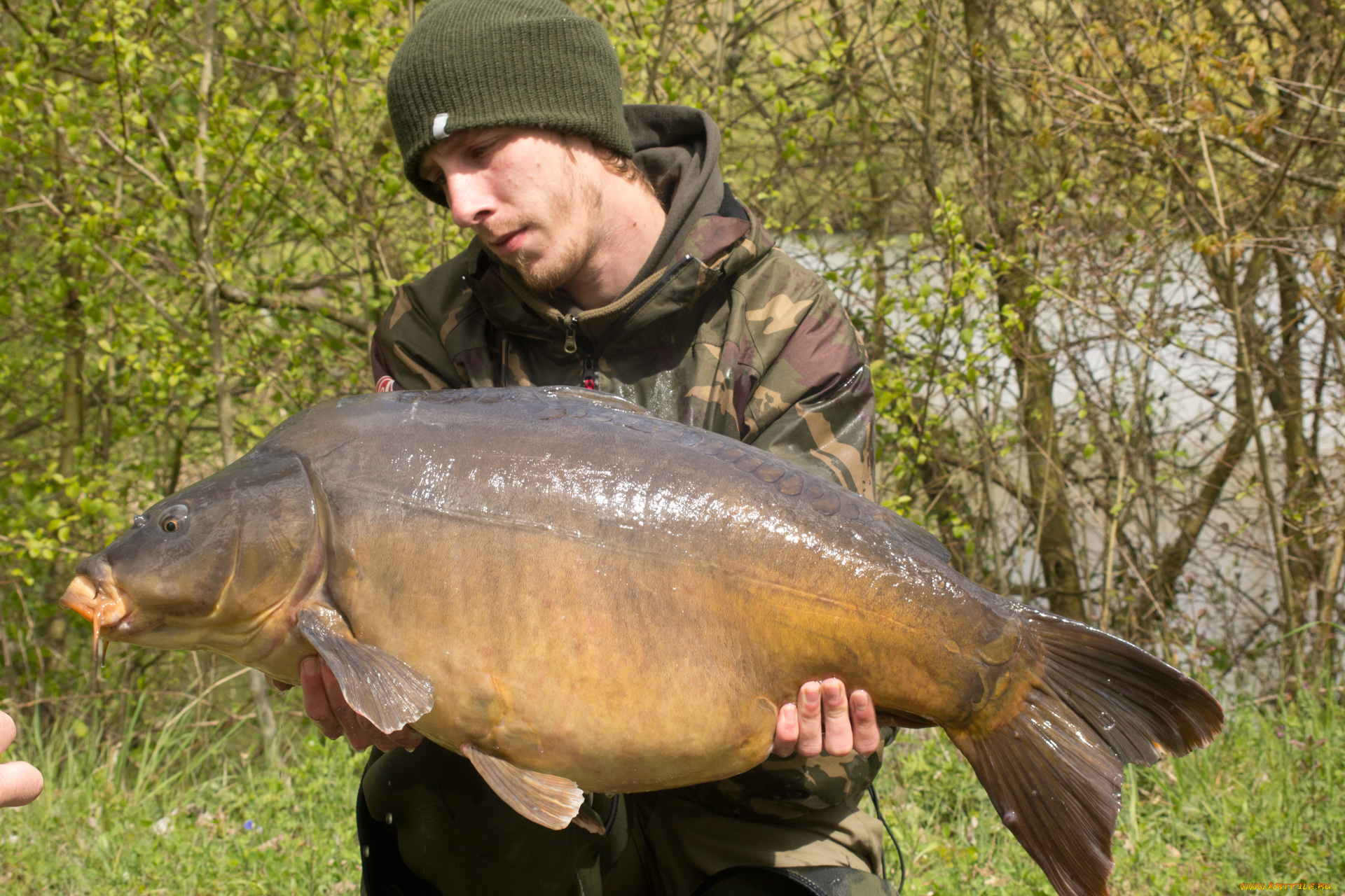 животные, рыбы, рыба