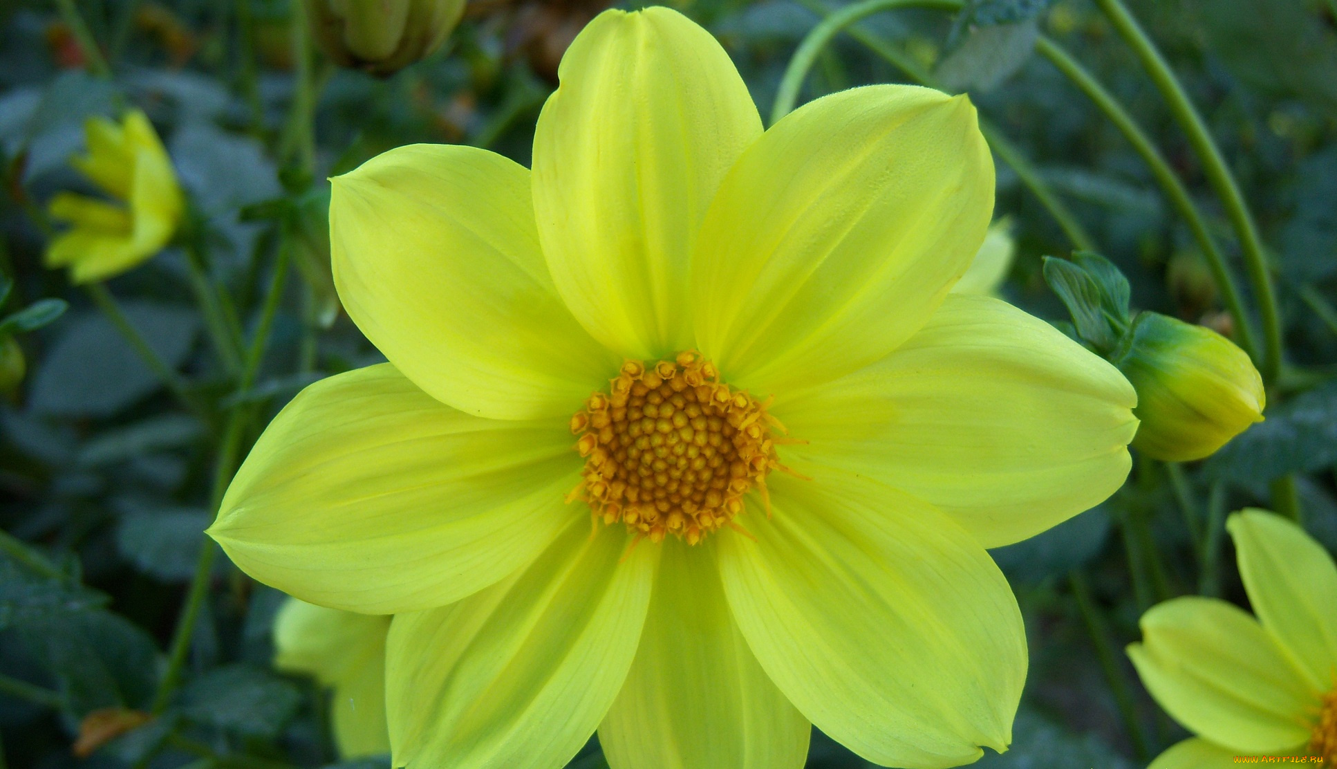 цветы, георгины