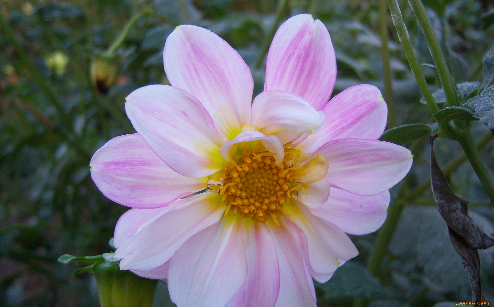 цветы, георгины