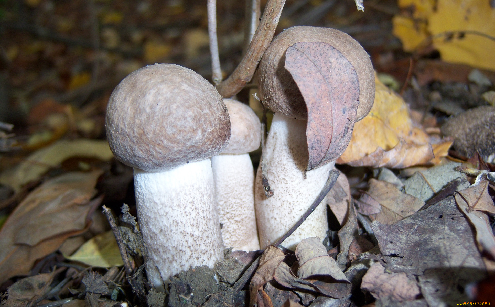 природа, грибы