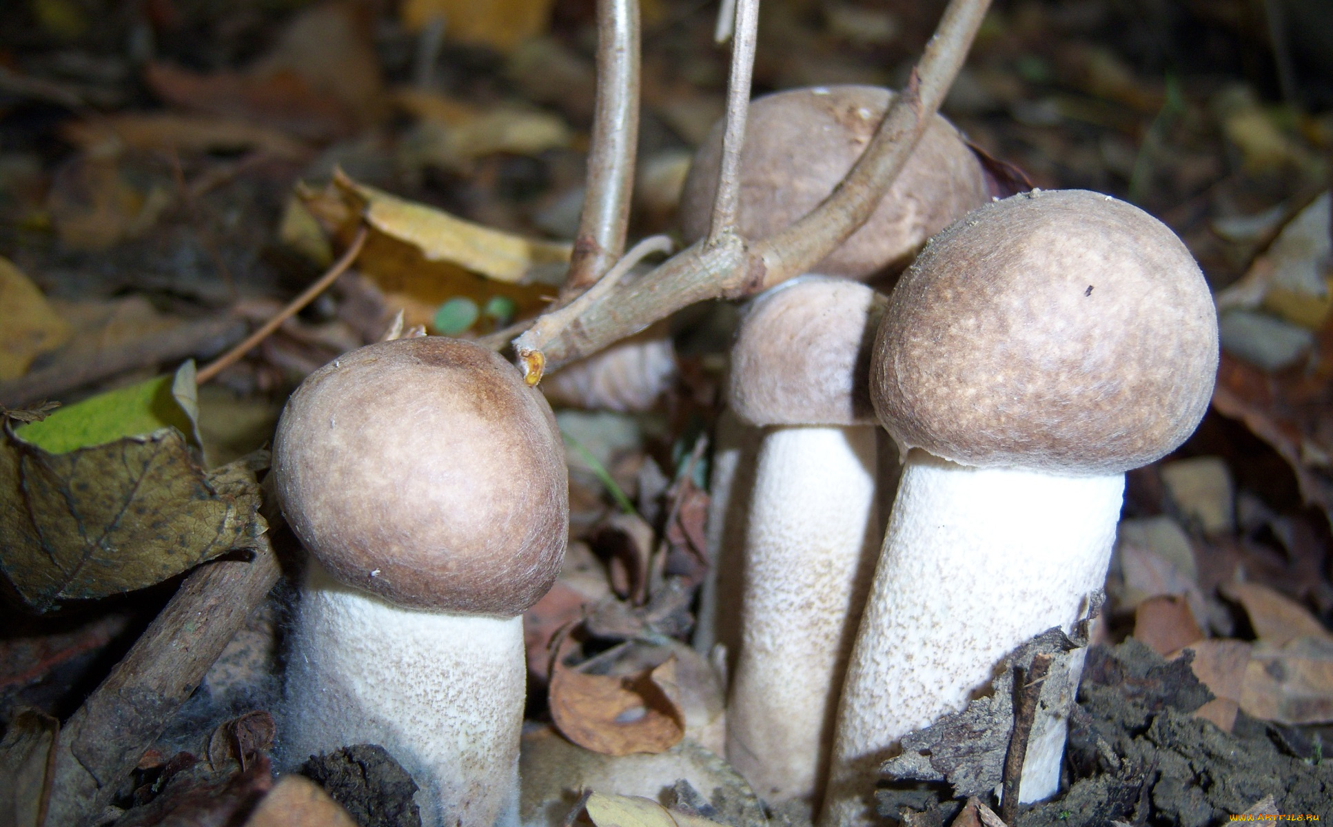 природа, грибы