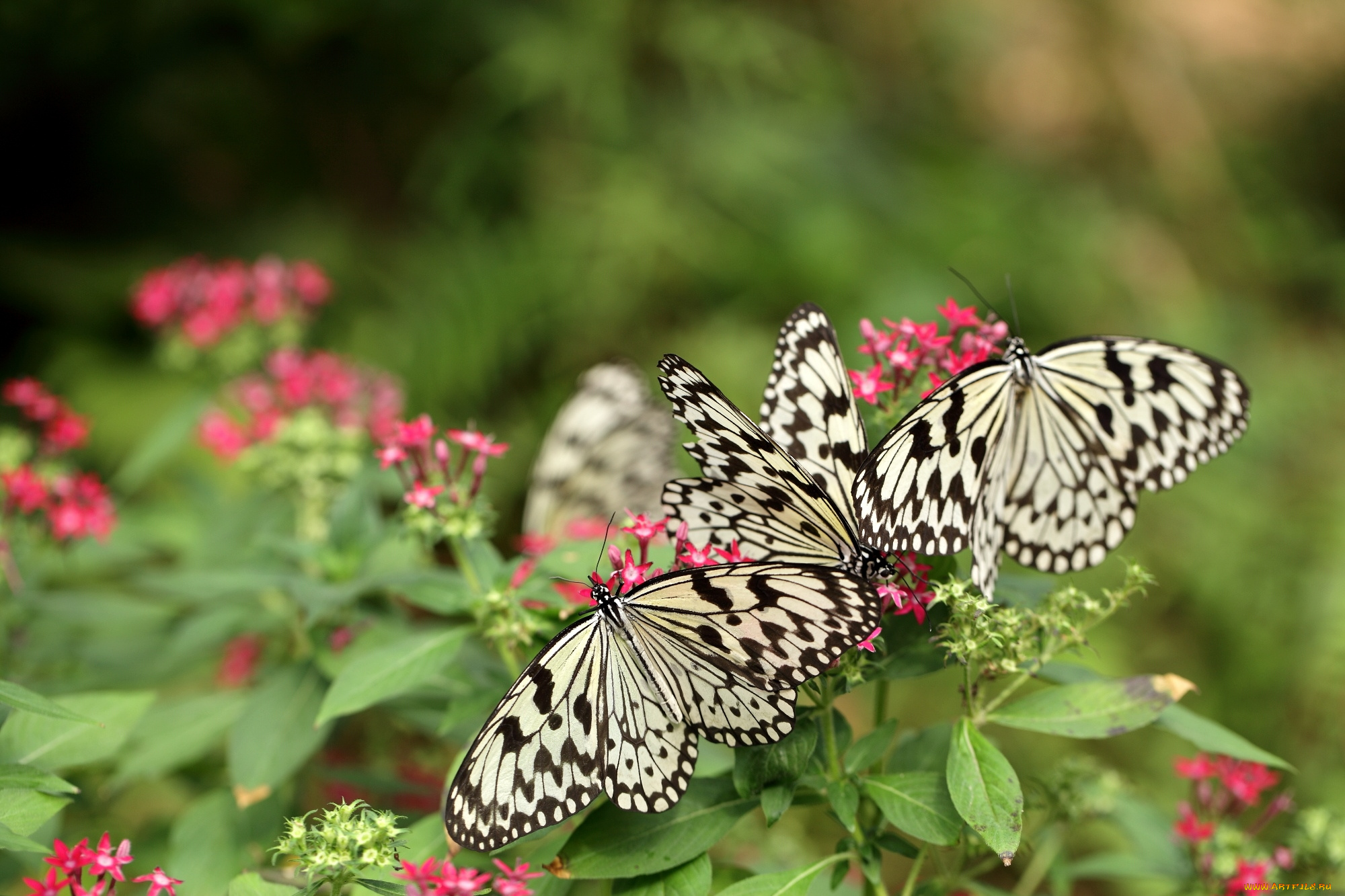 животные, бабочки, крылья