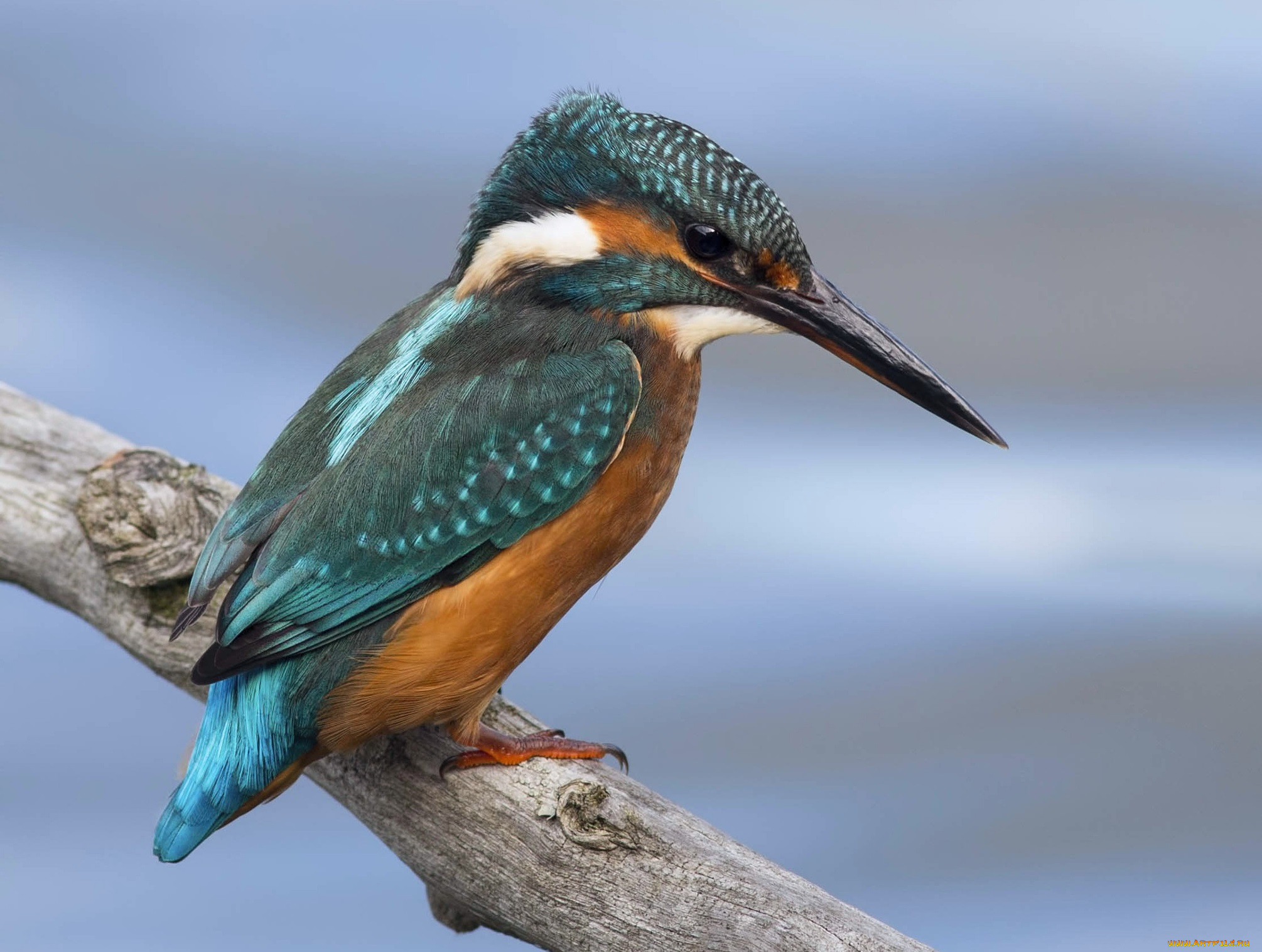 животные, зимородки, сучок, зимородок