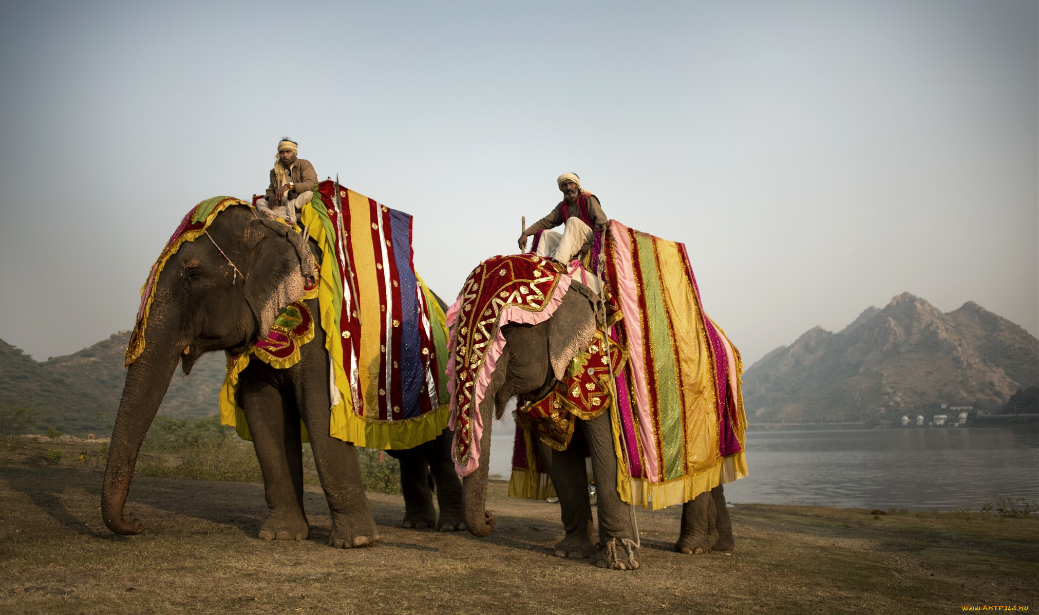 животные, слоны, попоны, погонщики