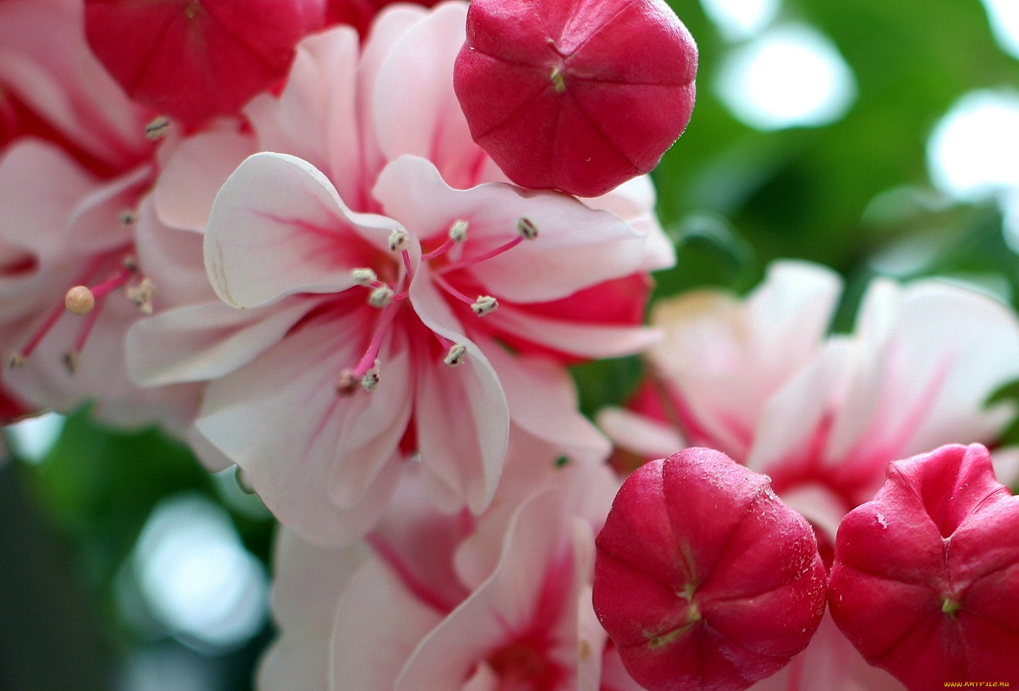 цветы, фуксия, макро