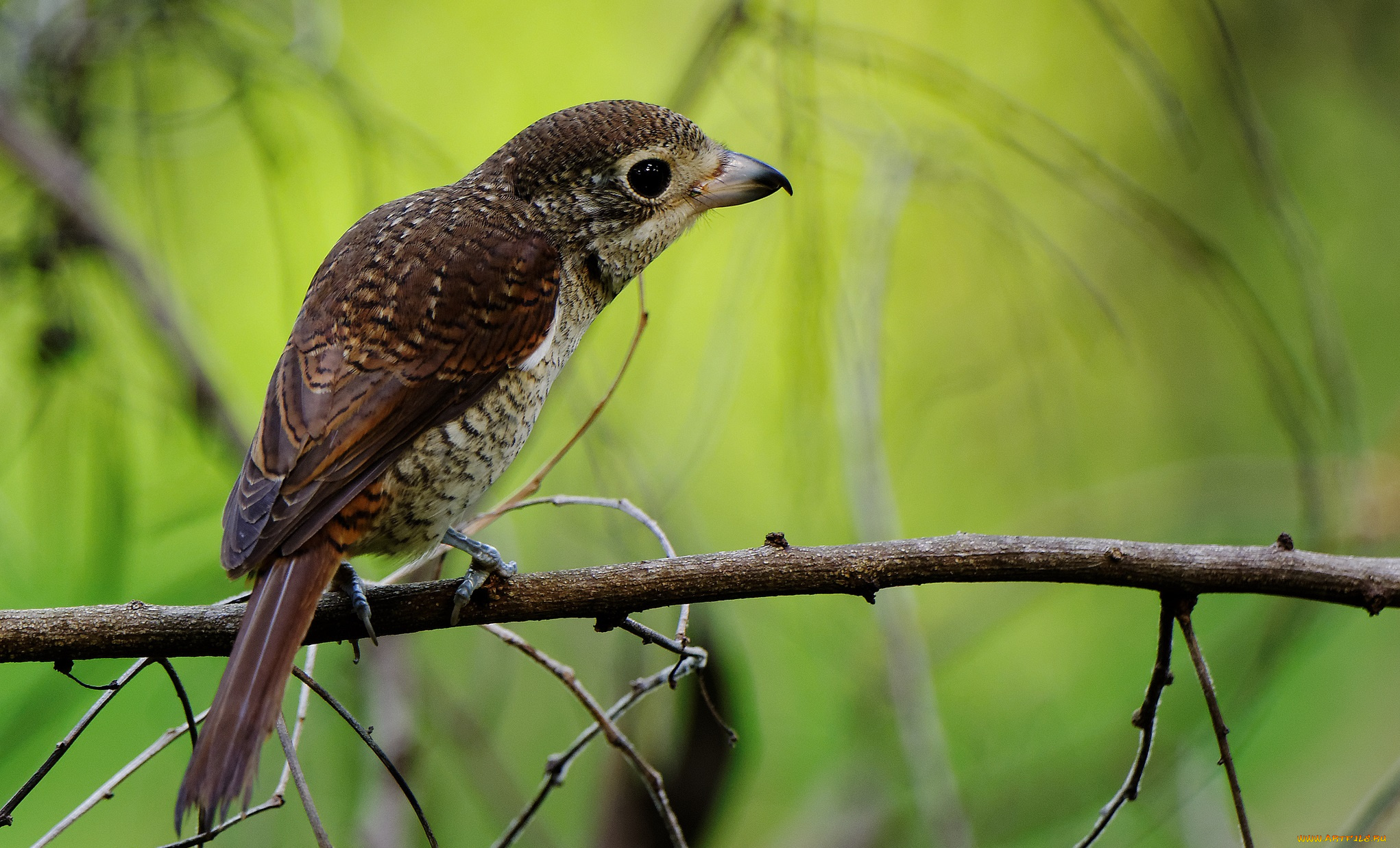 животные, птицы, клест, птичка, векка