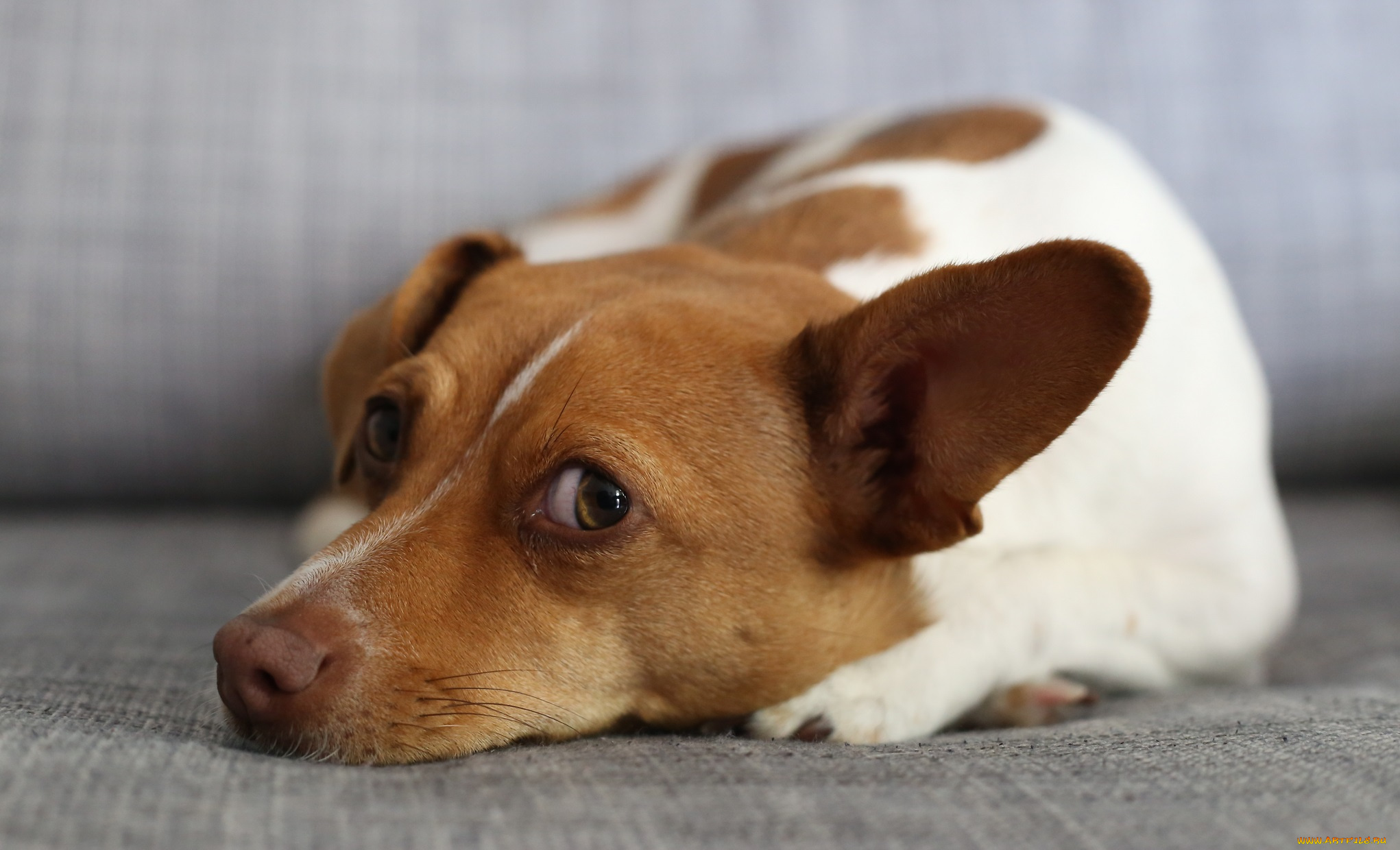 животные, собаки, взгляд, собачка