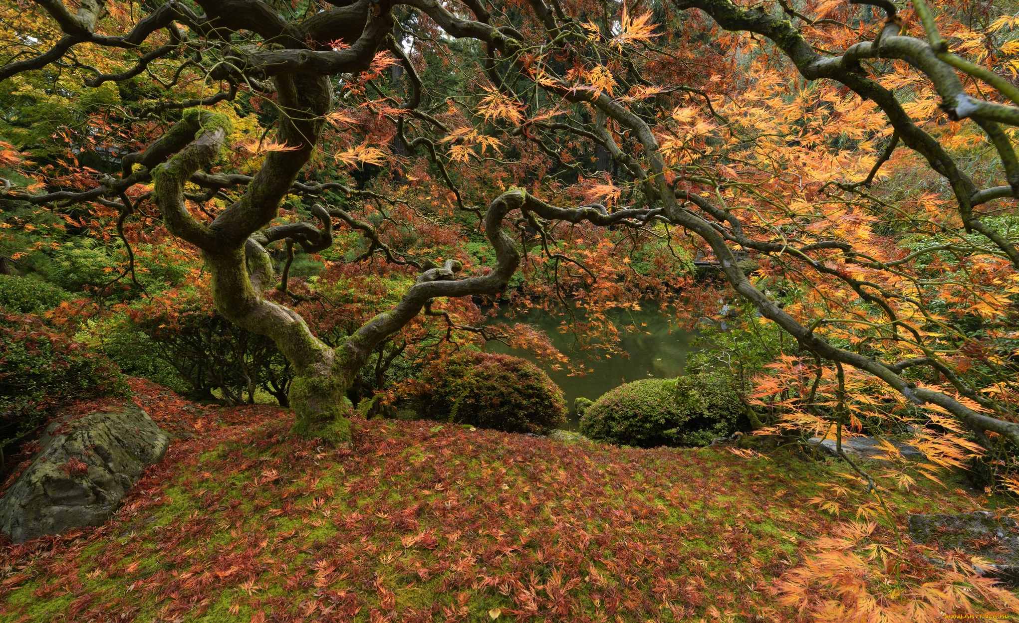 природа, деревья, дерево, лес, озеро