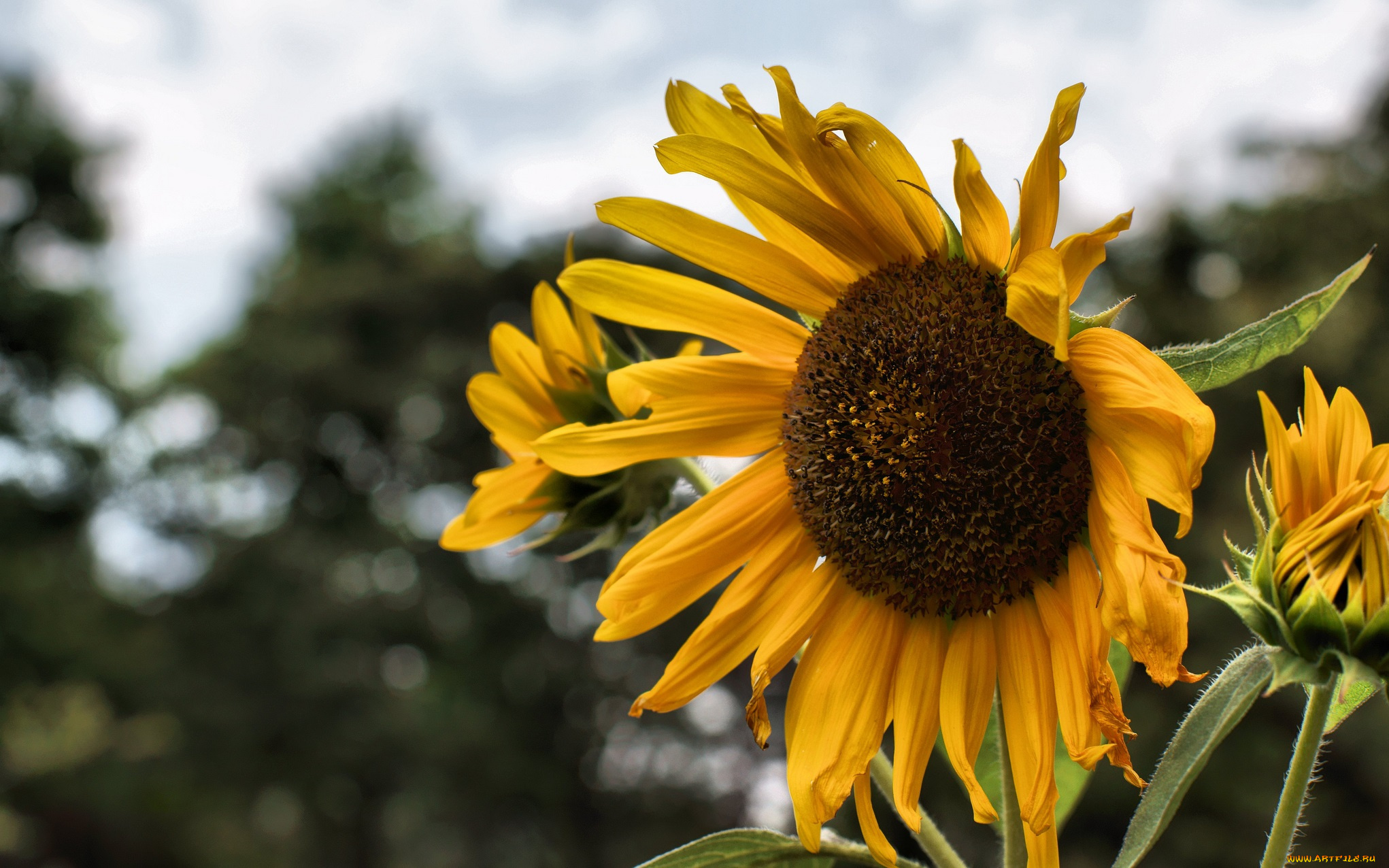 цветы, подсолнухи, подсолнух, стебель, корзинка