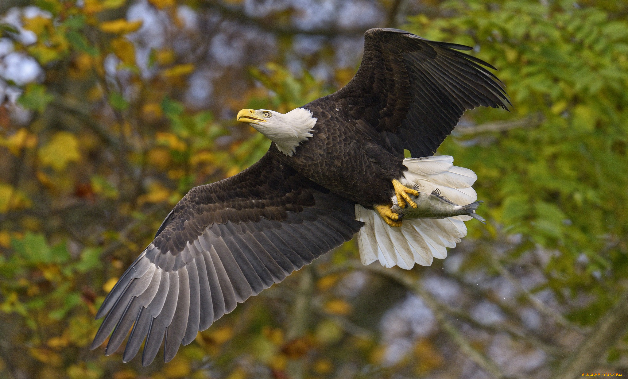 животные, птицы, хищники, крылья, размах, полет, белоголовый, орлан, рыба, добыча