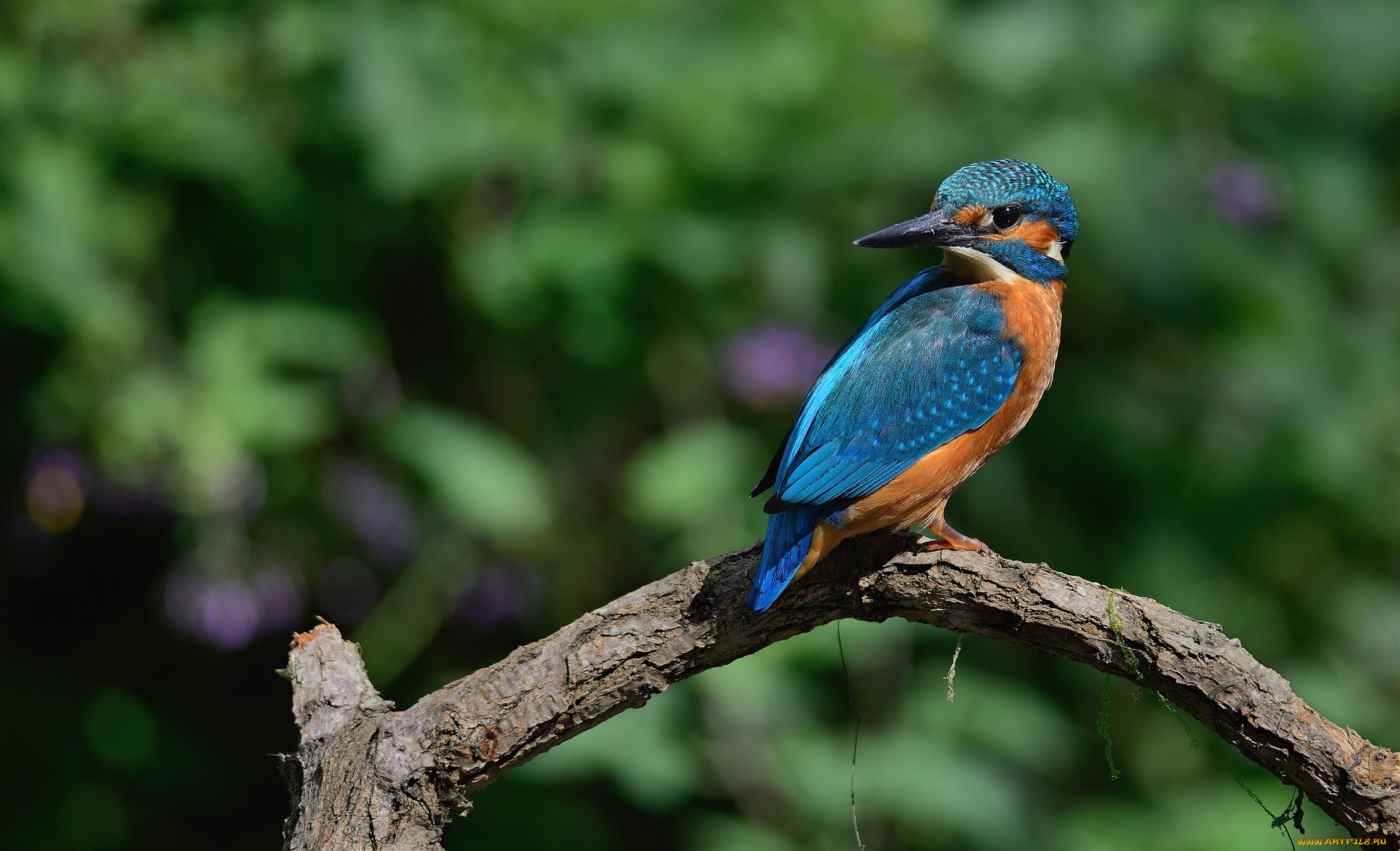 животные, зимородки, зимородок, сучок