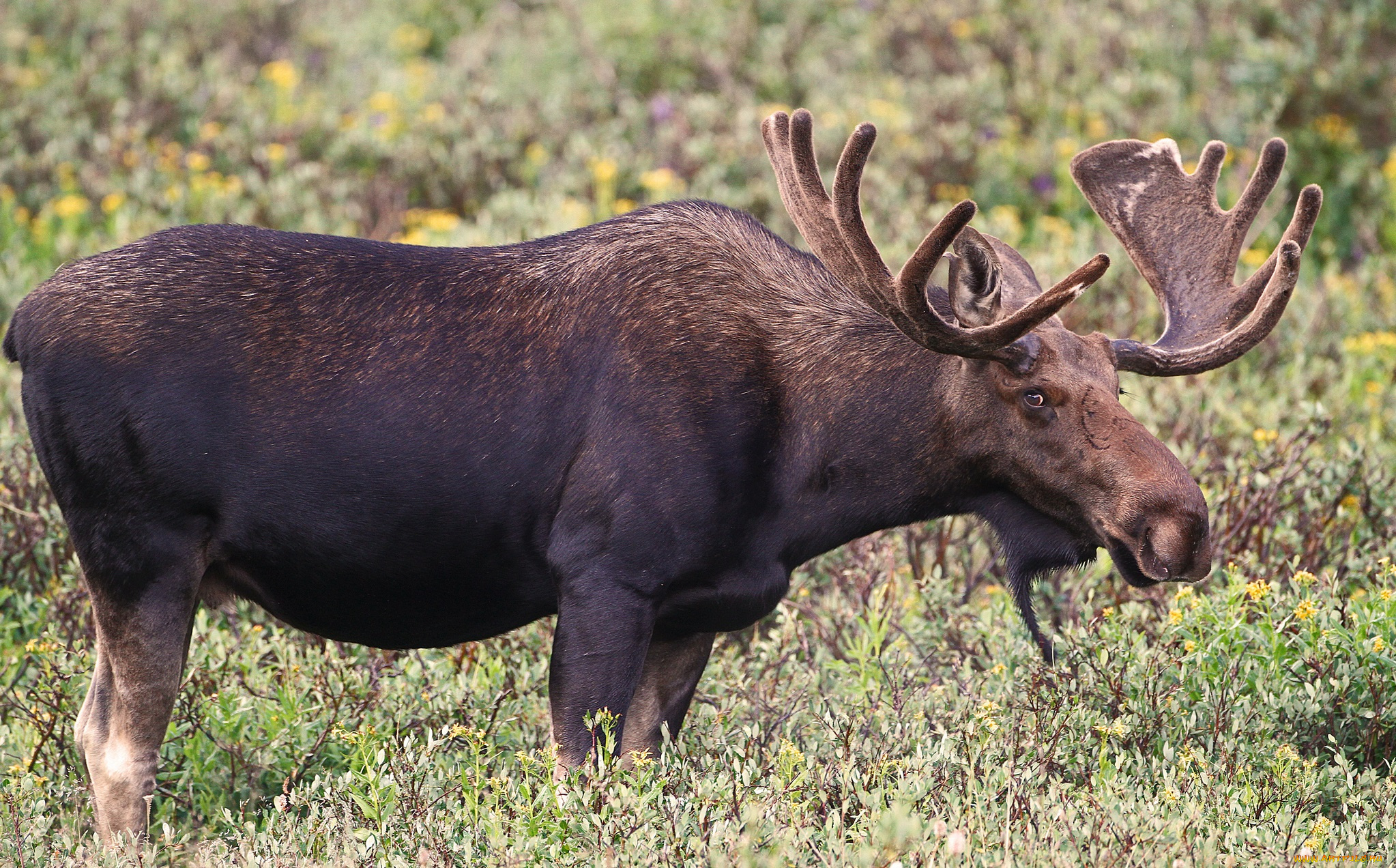 животные, лоси, кустарник, рога, лось