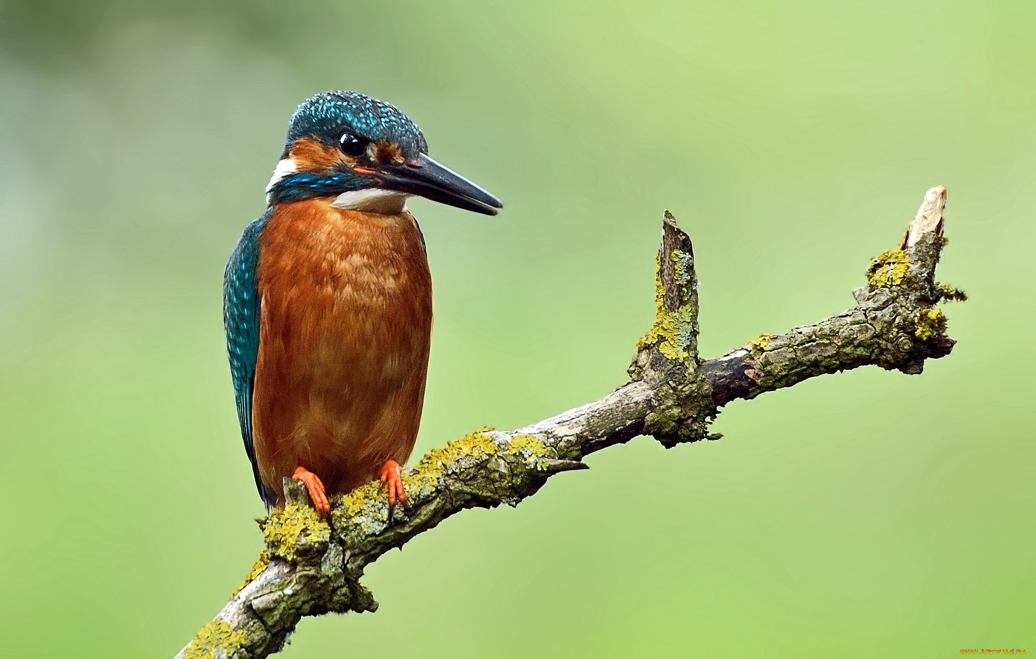 животные, зимородки, сучок, зимородок