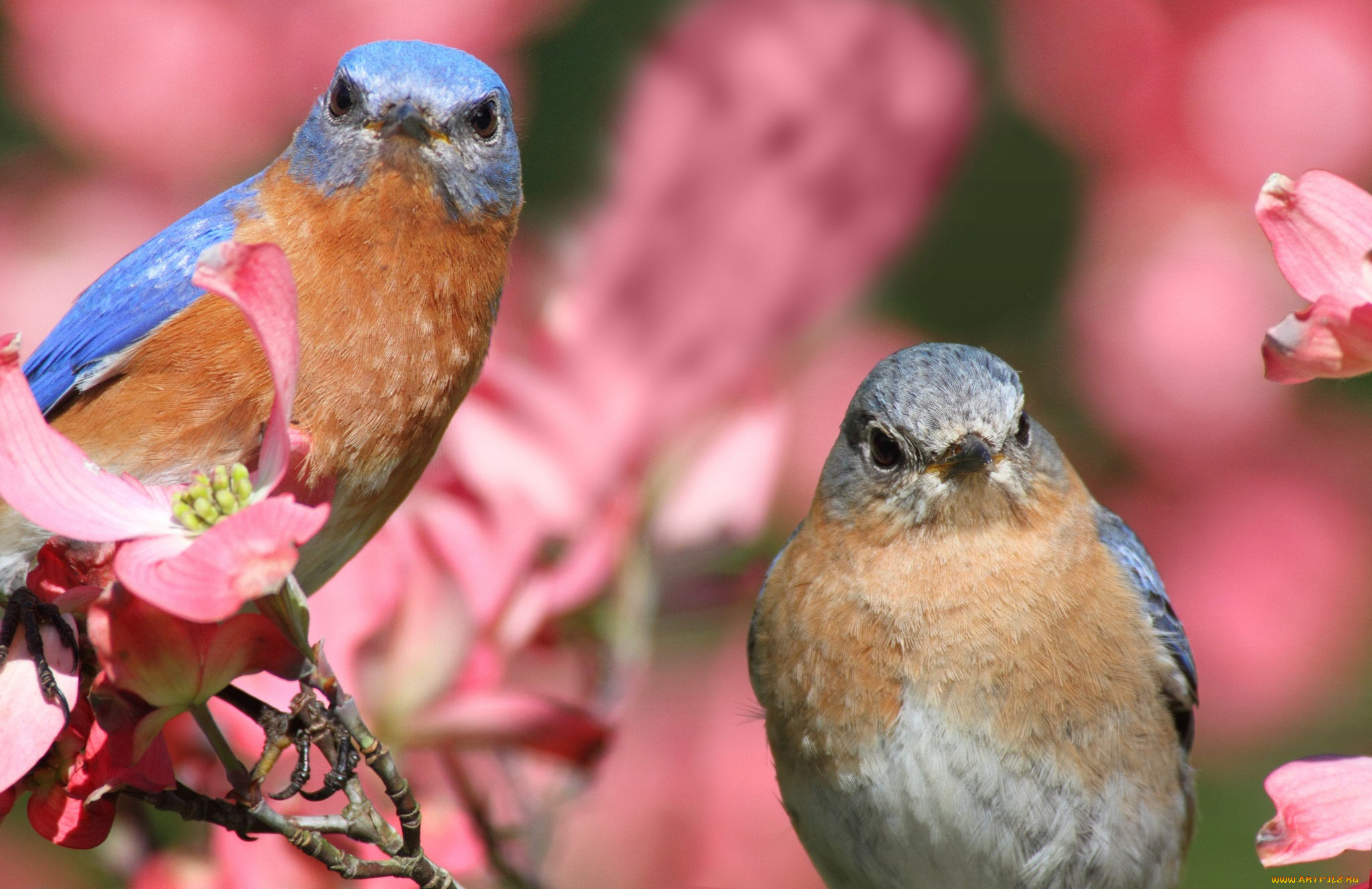 животные, птицы, ветка, цветки