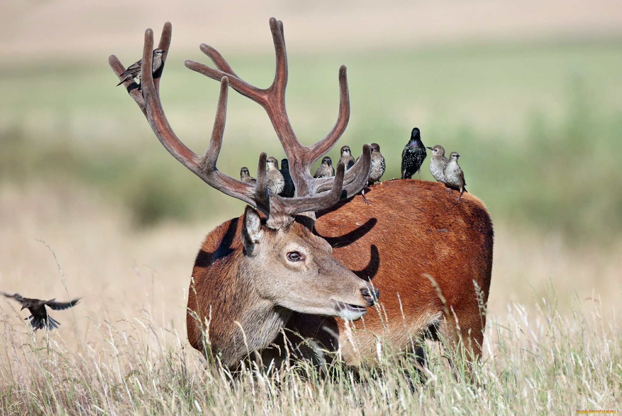 животные, разные, вместе, птицы, рога, олень, трава