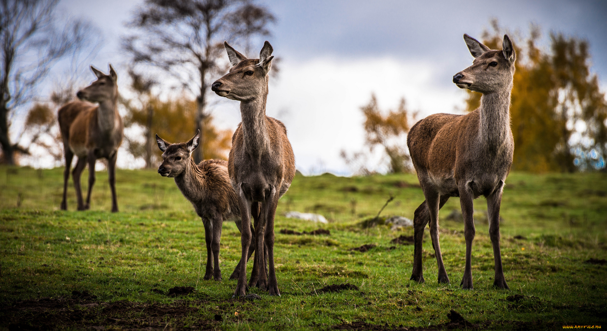 животные, олени, поле, трава, оленихи
