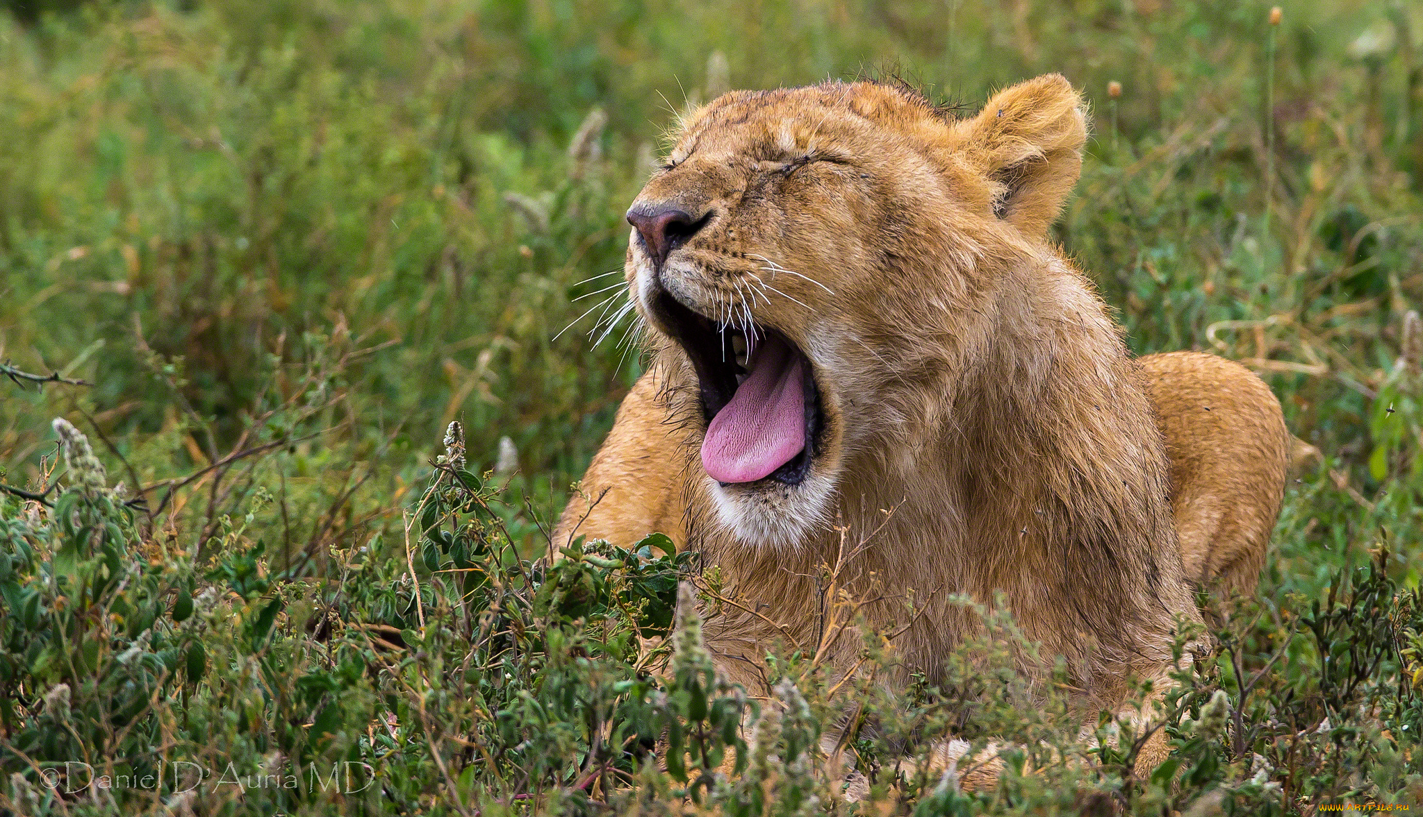 животные, львы, хищник