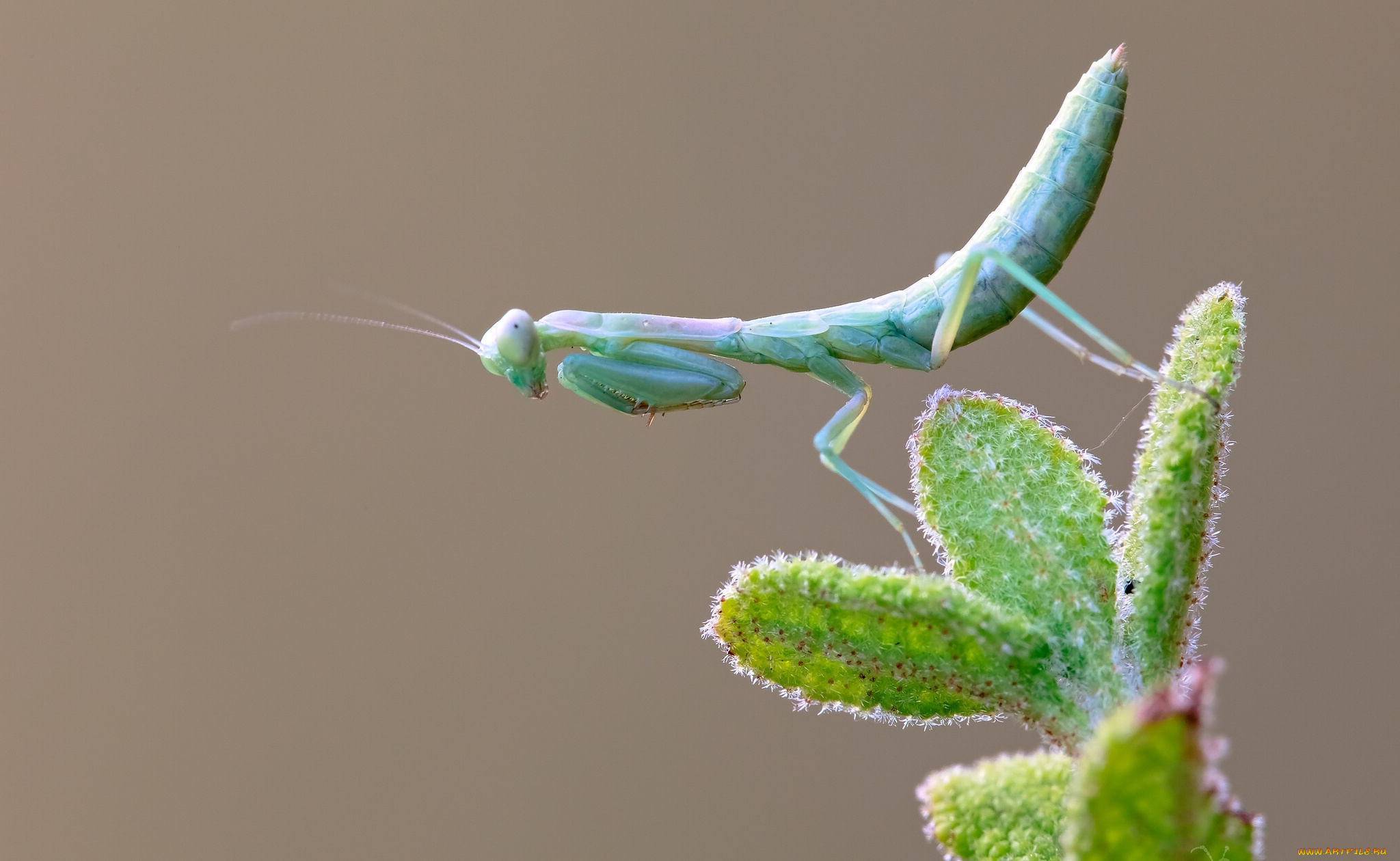 животные, богомолы, макро, листочки, насекомое