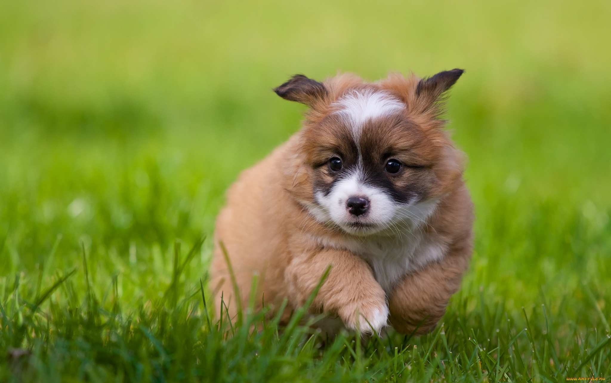 животные, собаки, щенок