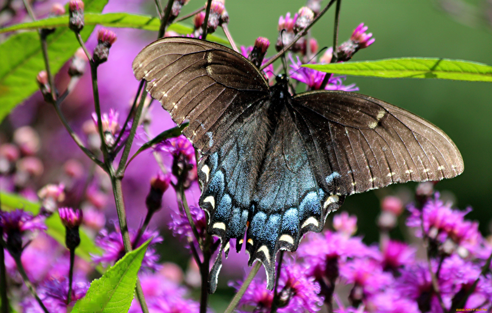 животные, бабочки, цветы, бабочка