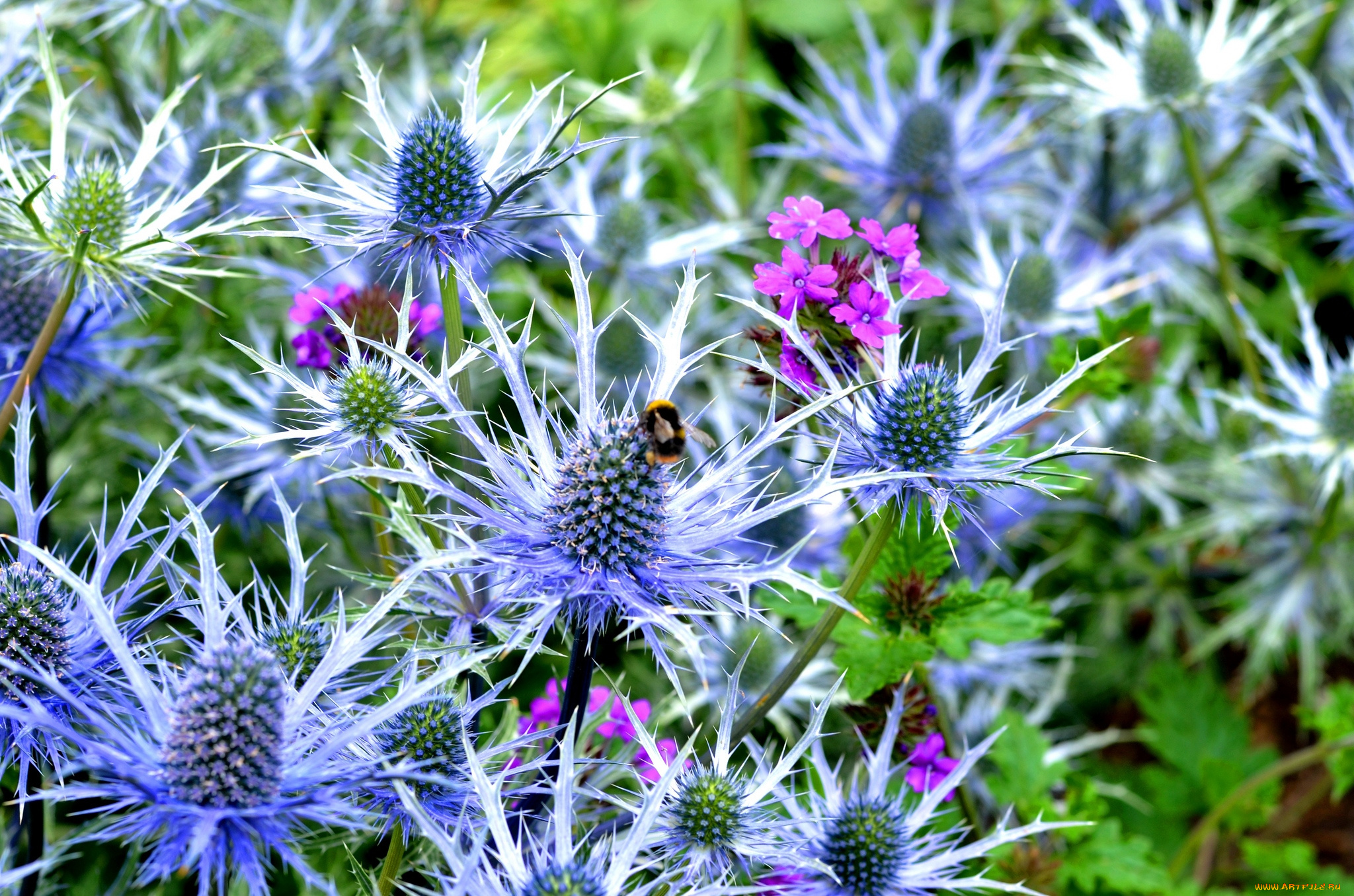 цветы, Чертополох, репейник, колючки