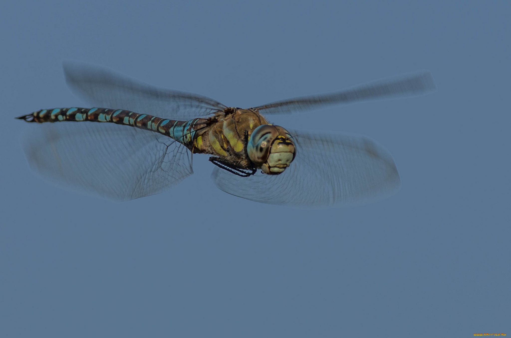 животные, стрекозы, стрекоза, полет