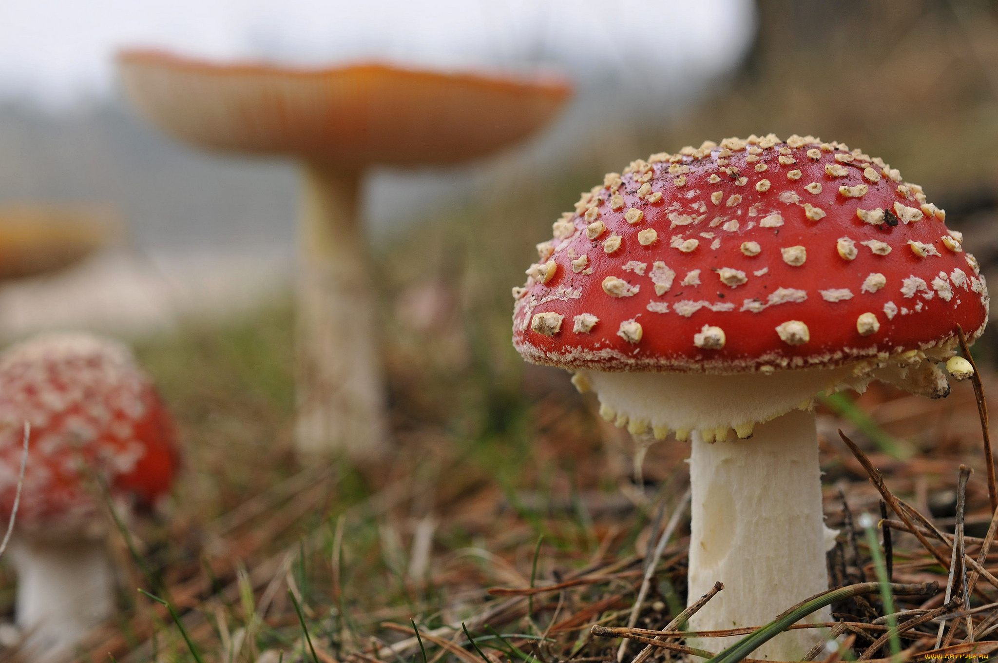 природа, грибы, мухомор, мухоморы, лес