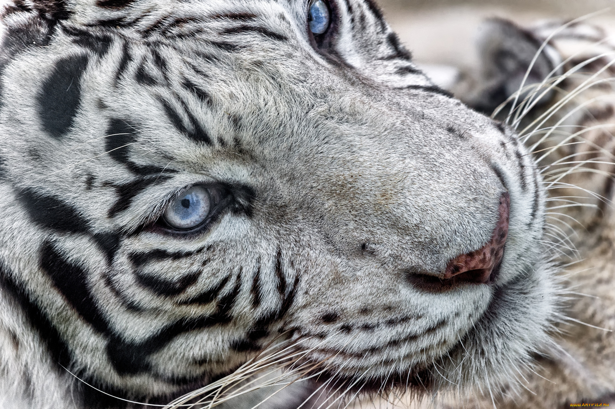 животные, тигры, портрет