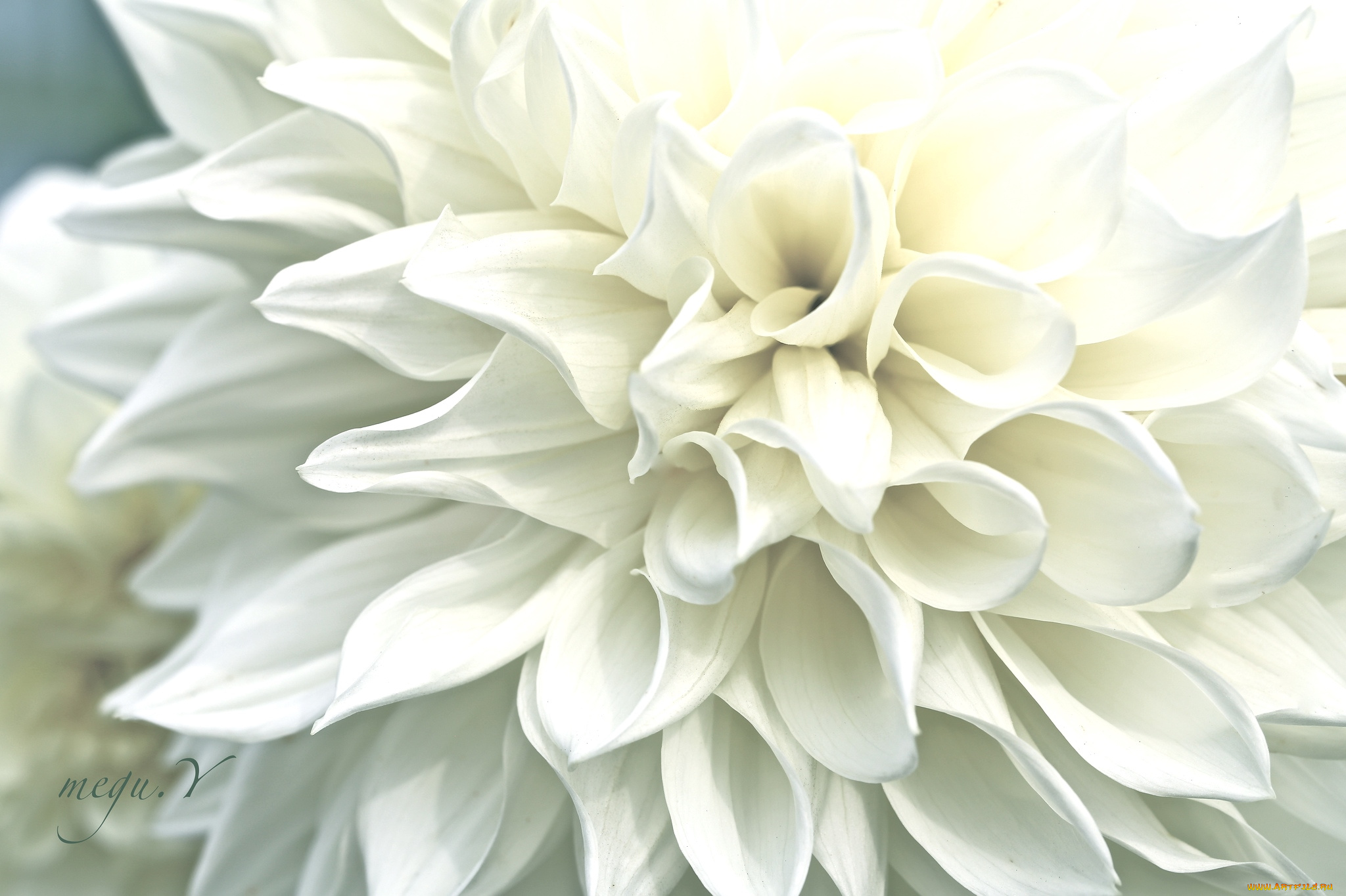 цветы, георгины, макро