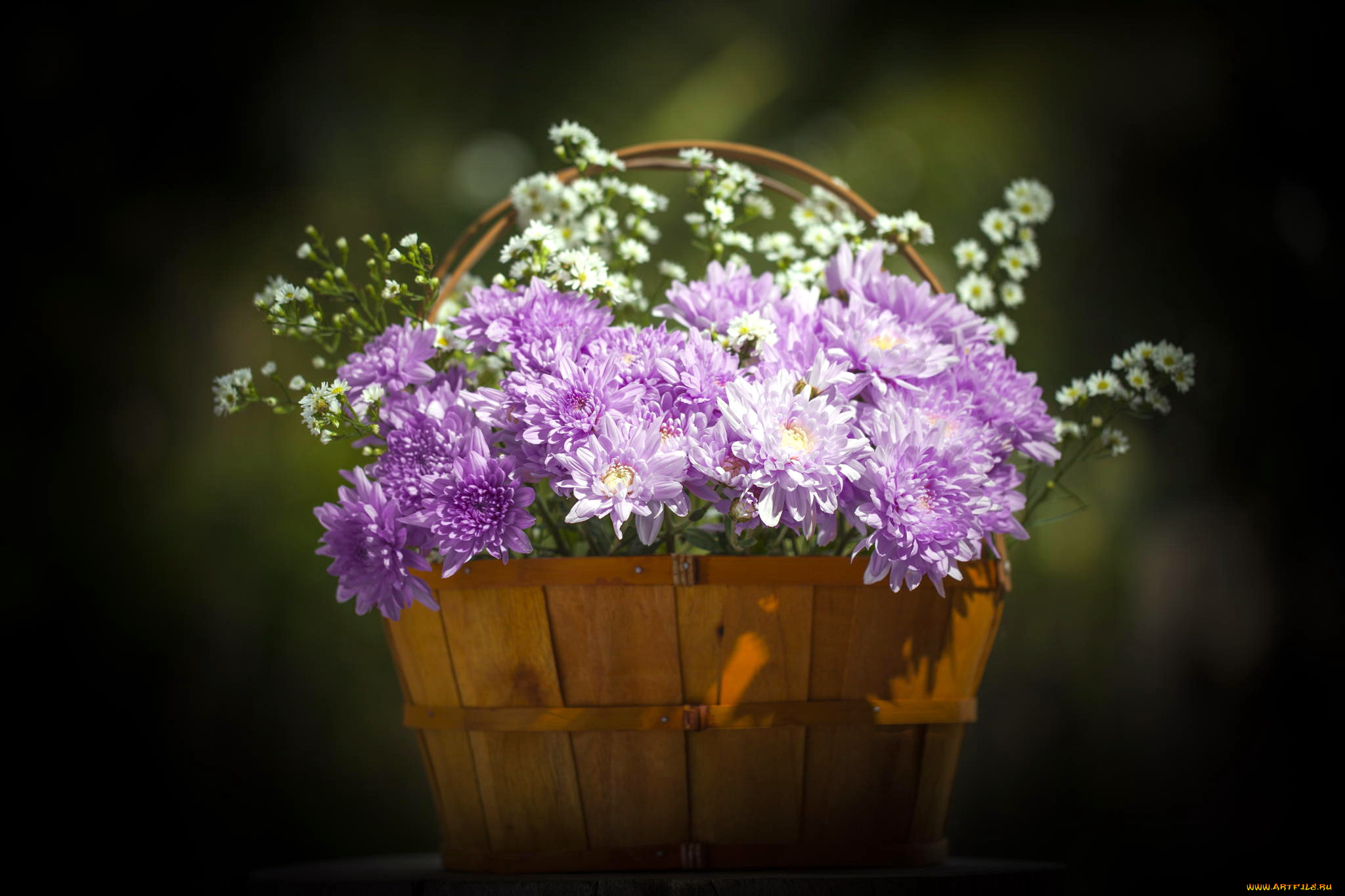 цветы, хризантемы, корзинка