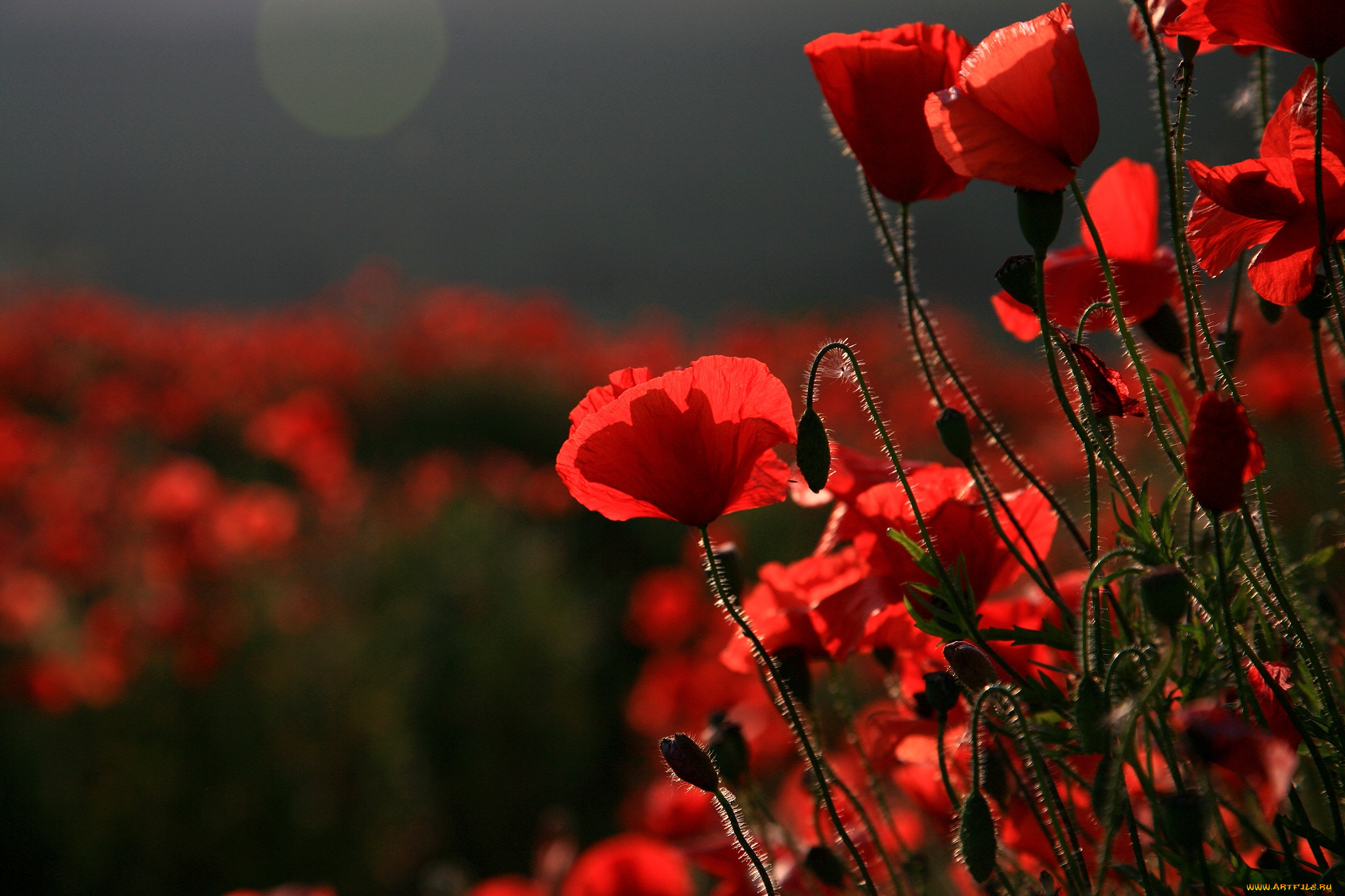 цветы, маки, красный