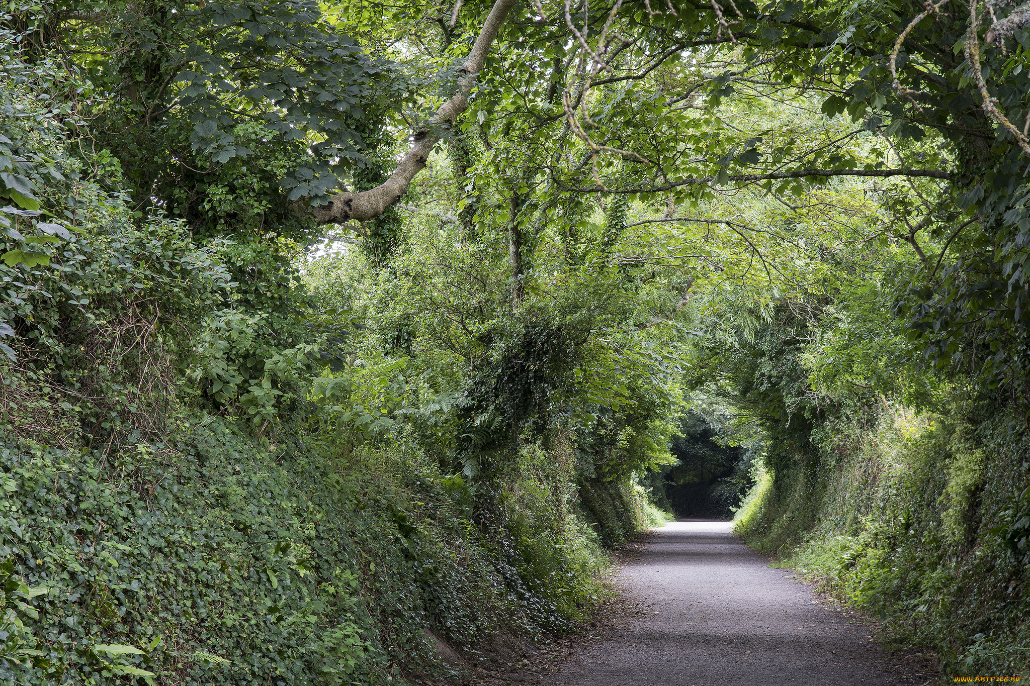 природа, дороги, дорога, лес