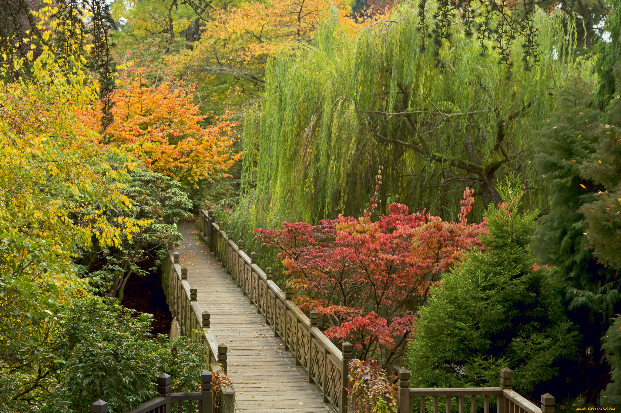 природа, дороги, мостик, заросли, лес, осень