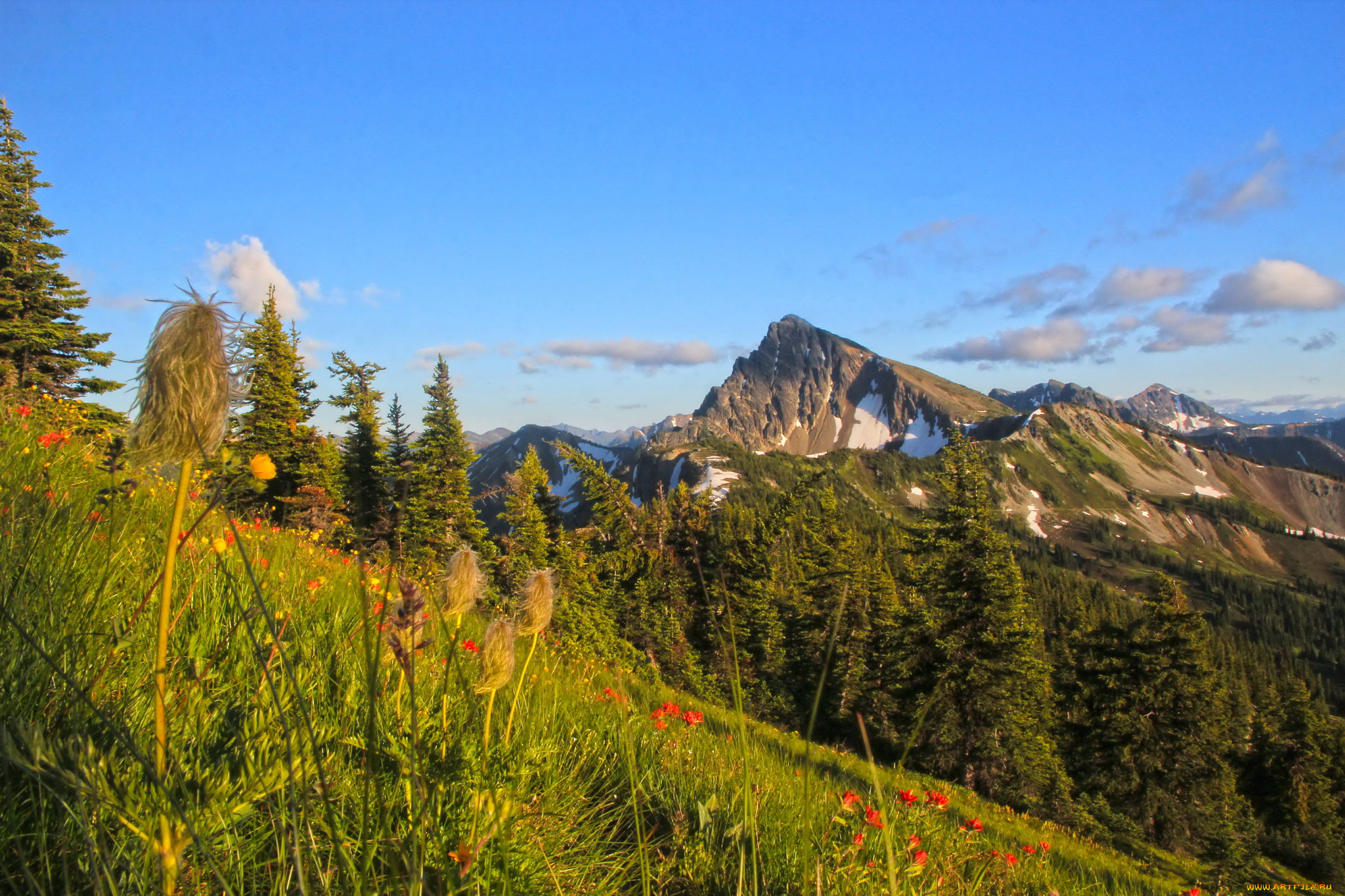 природа, горы, сша, лес