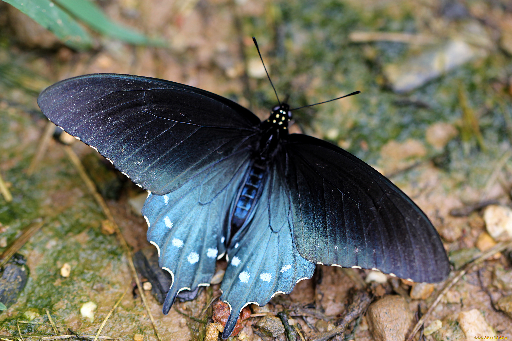 животные, бабочки, бабочка