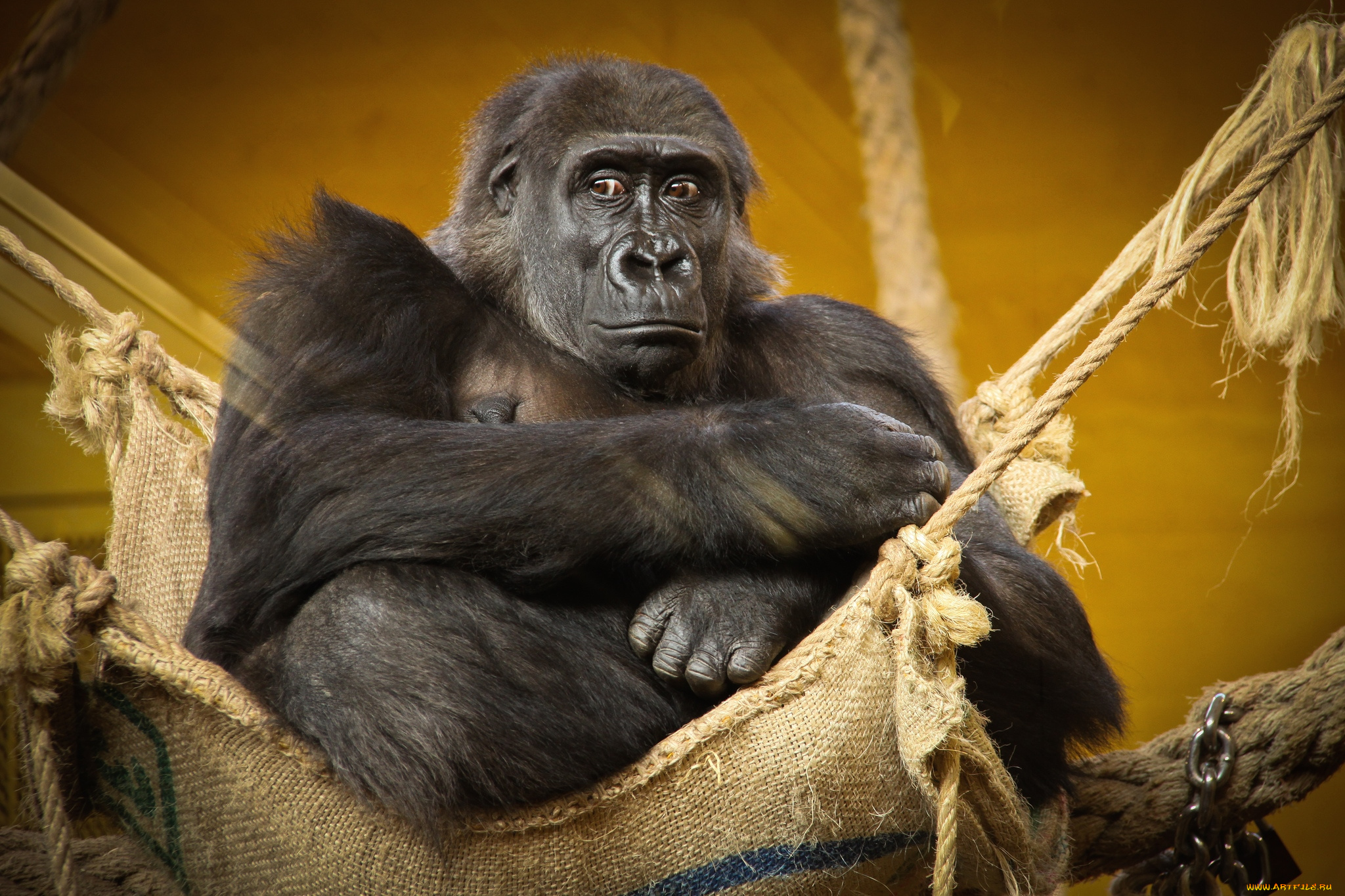 животные, обезьяны, горилла