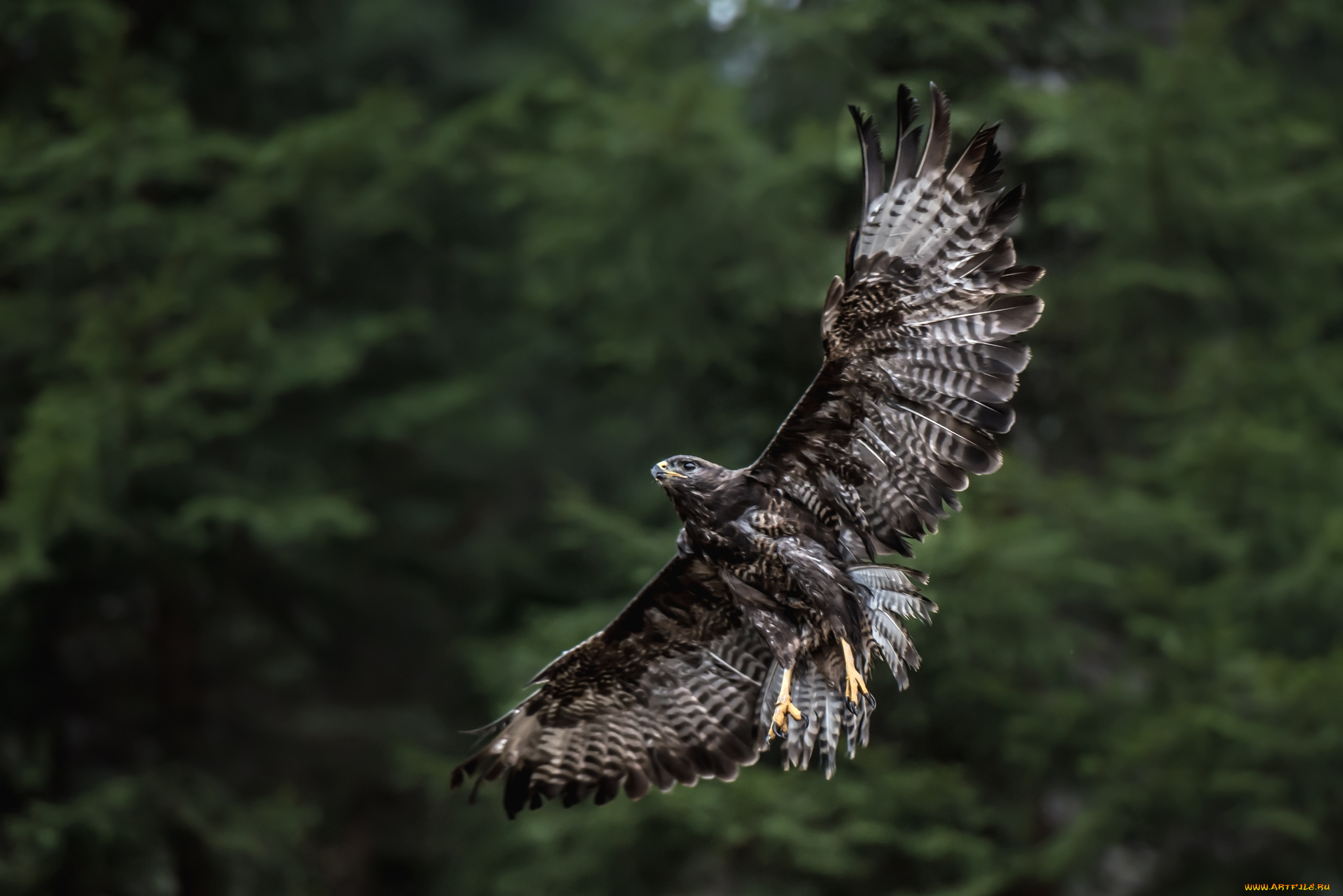 животные, птицы, хищники, полет, крылья