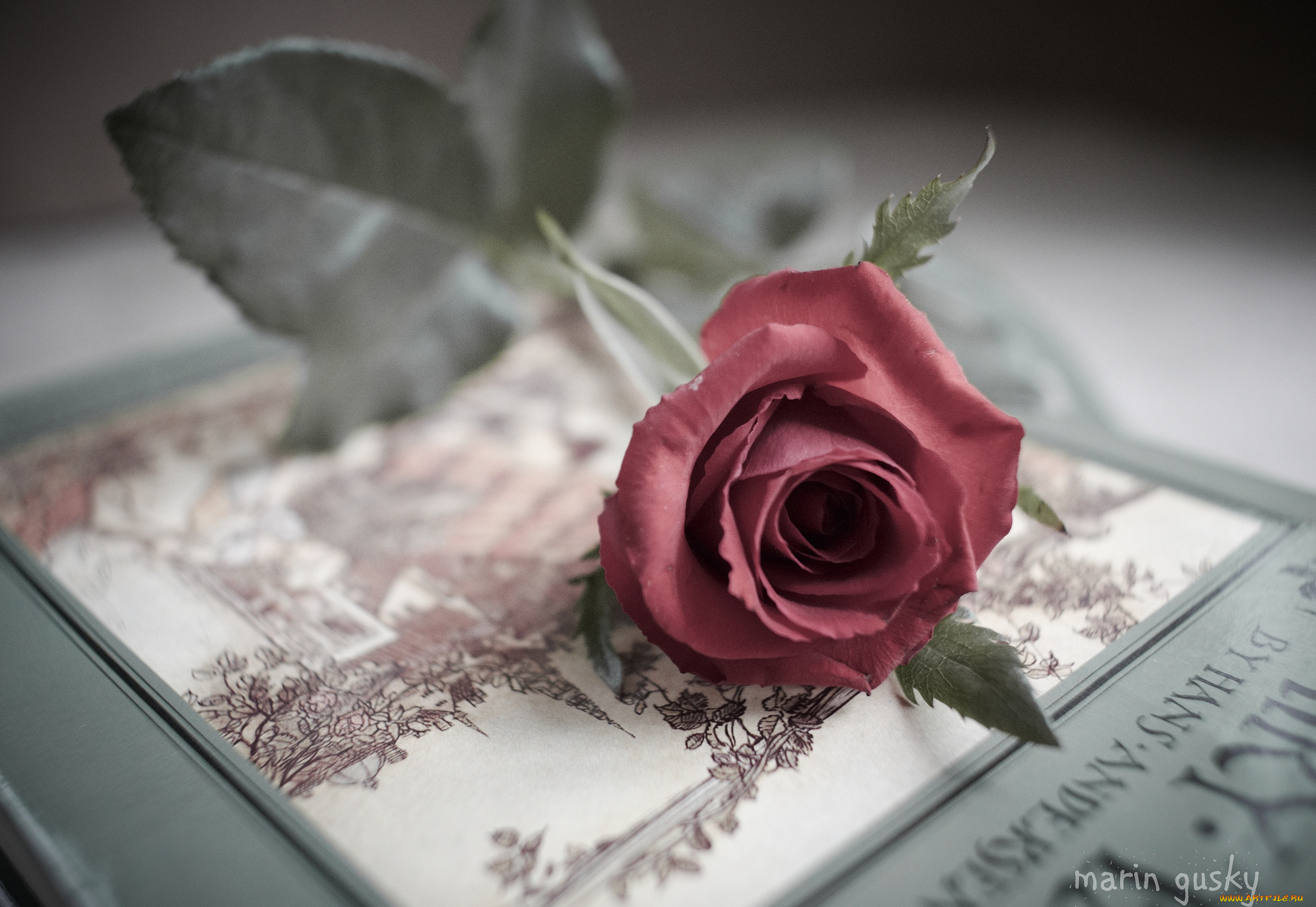 цветы, розы, бутон