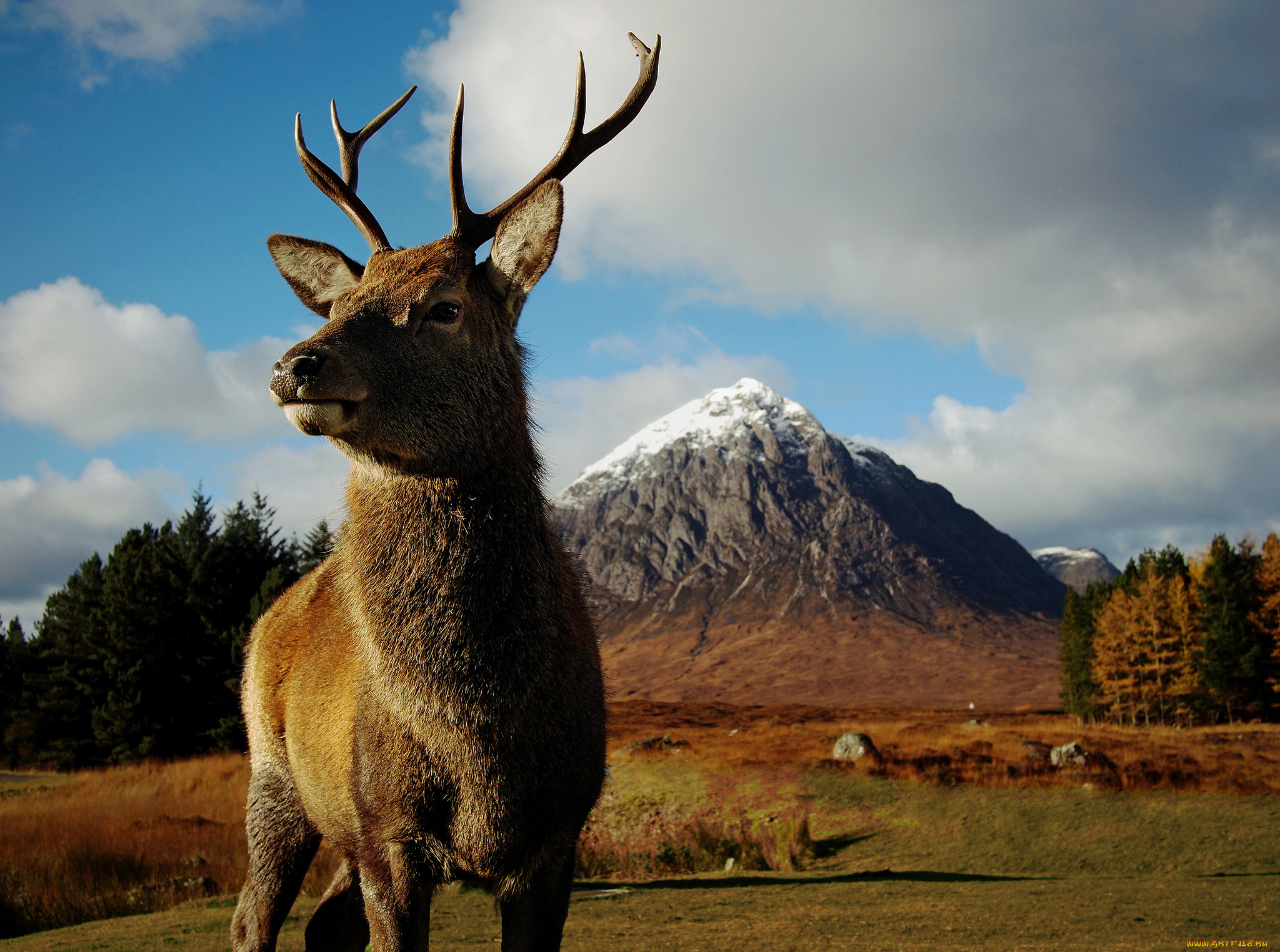 животные, олени, горы, олень, рога, луг, трава, лес