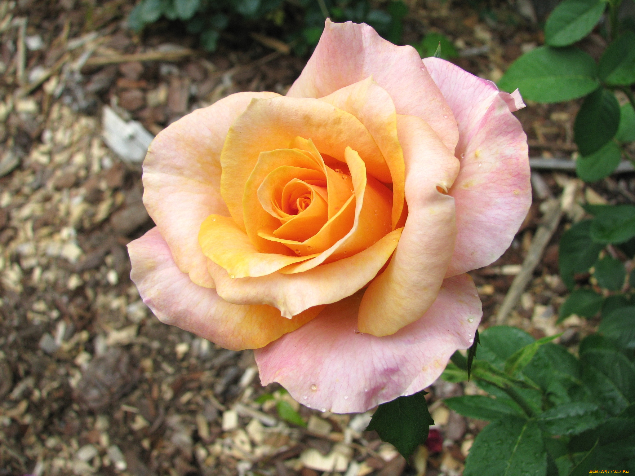 цветы, розы, лепестки