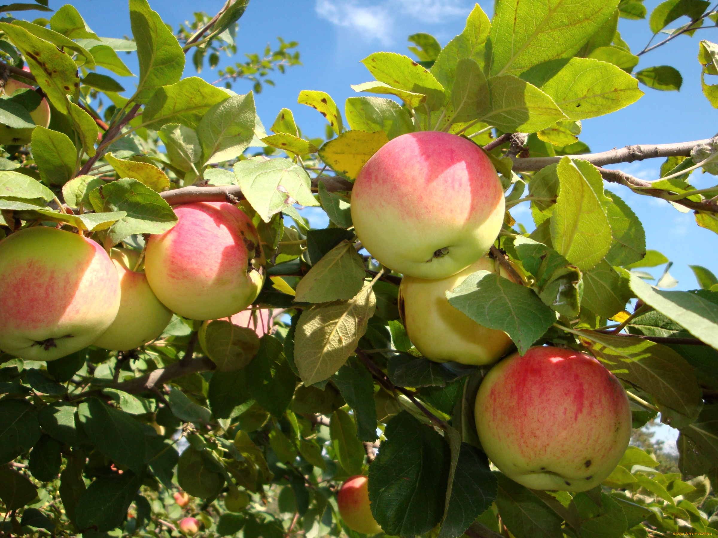 природа, плоды, яблоки