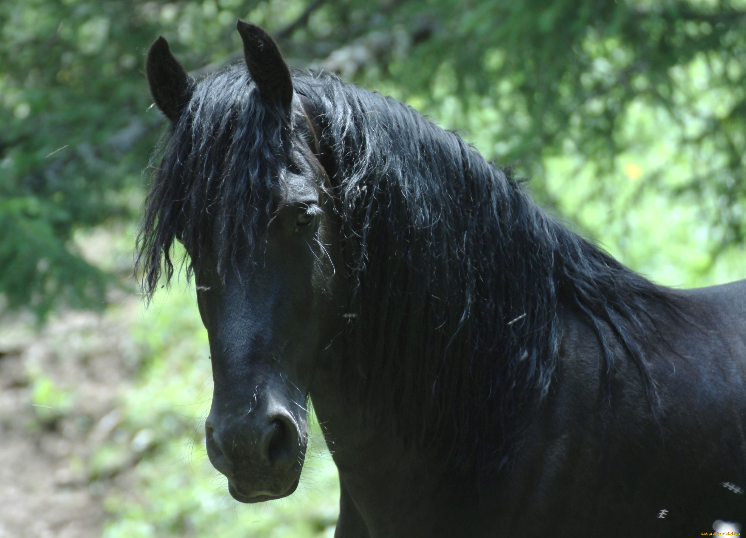 животные, лошади, конь
