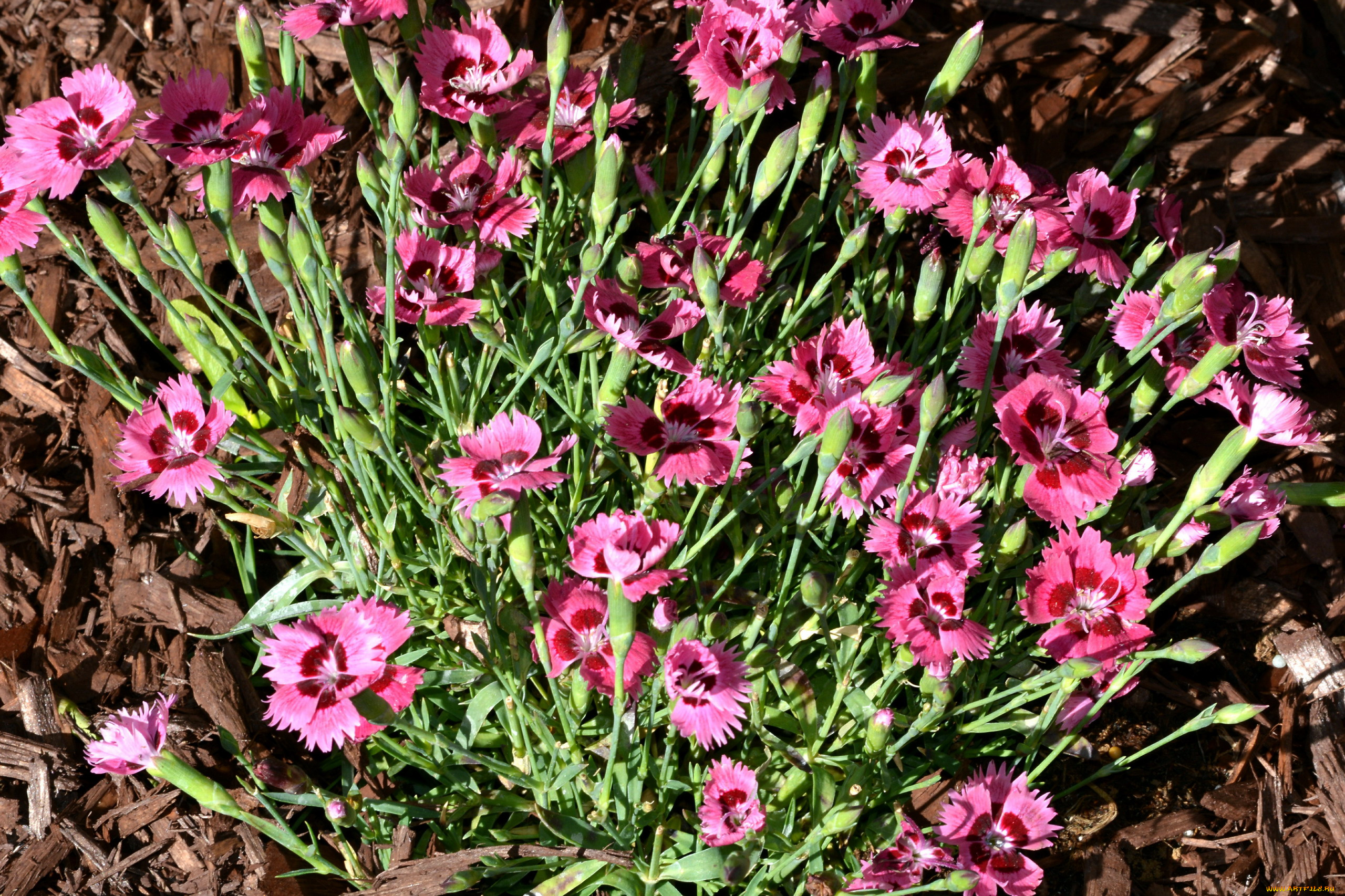 цветы, гвоздики, розовый