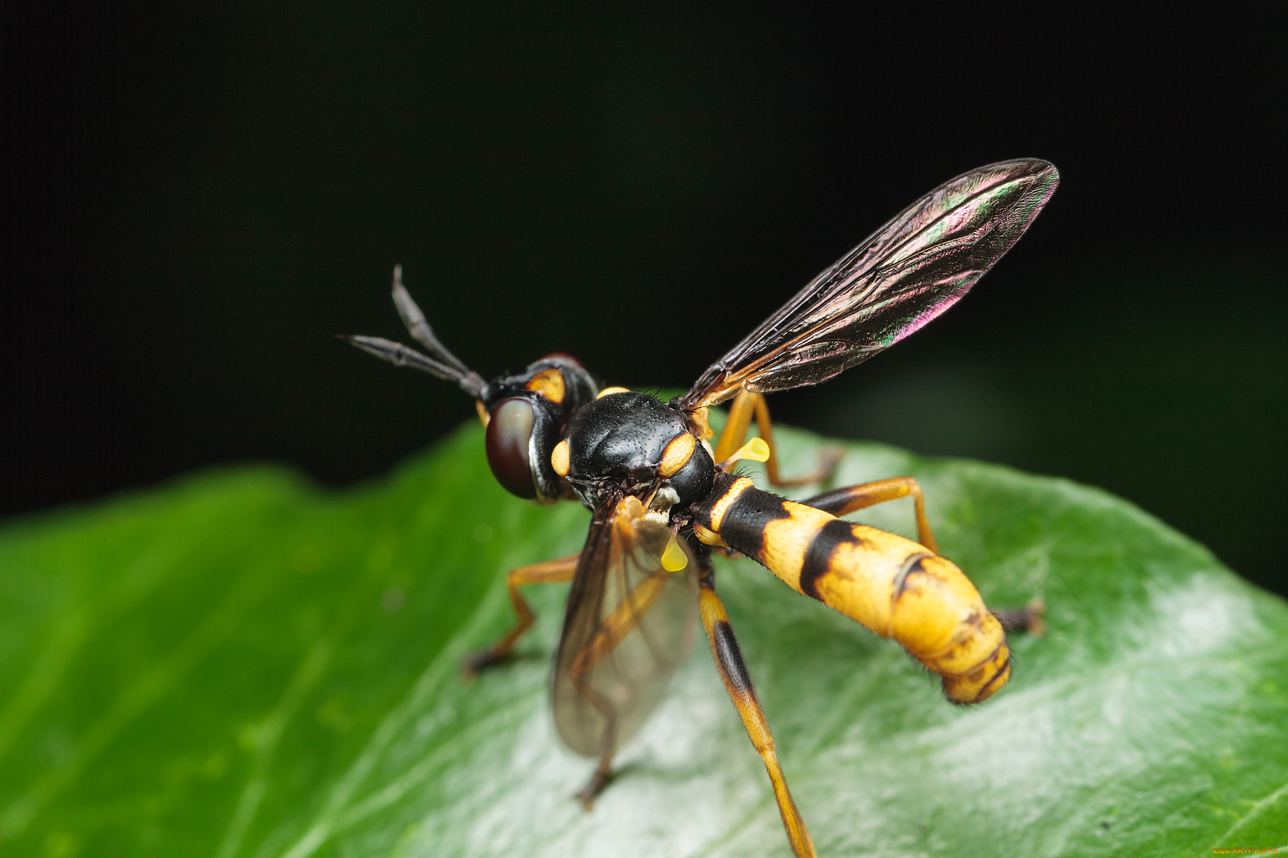 животные, насекомые, макро