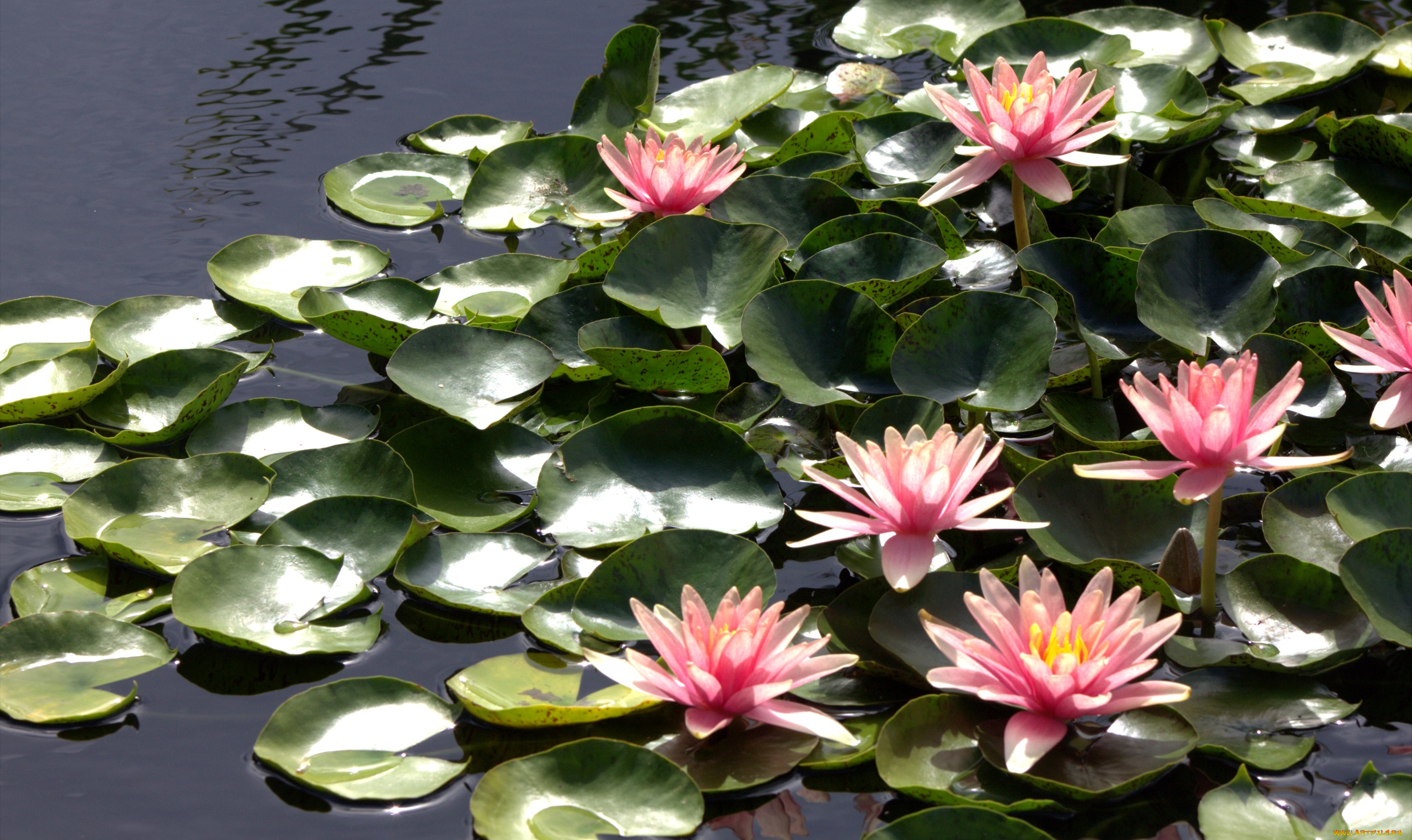 цветы, лилии, водяные, нимфеи, кувшинки, розовый