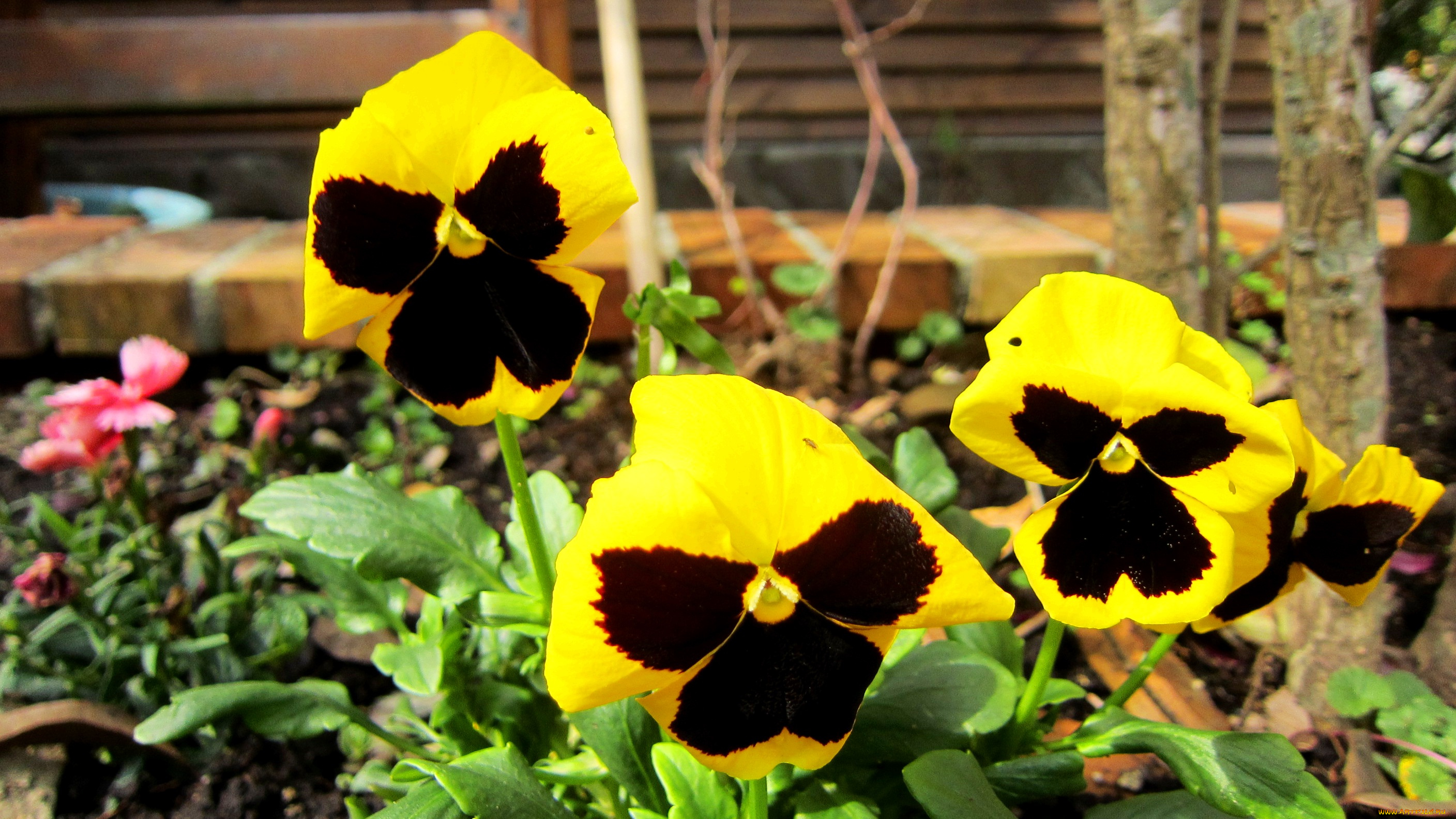 цветы, анютины, глазки, садовые, фиалки, макро