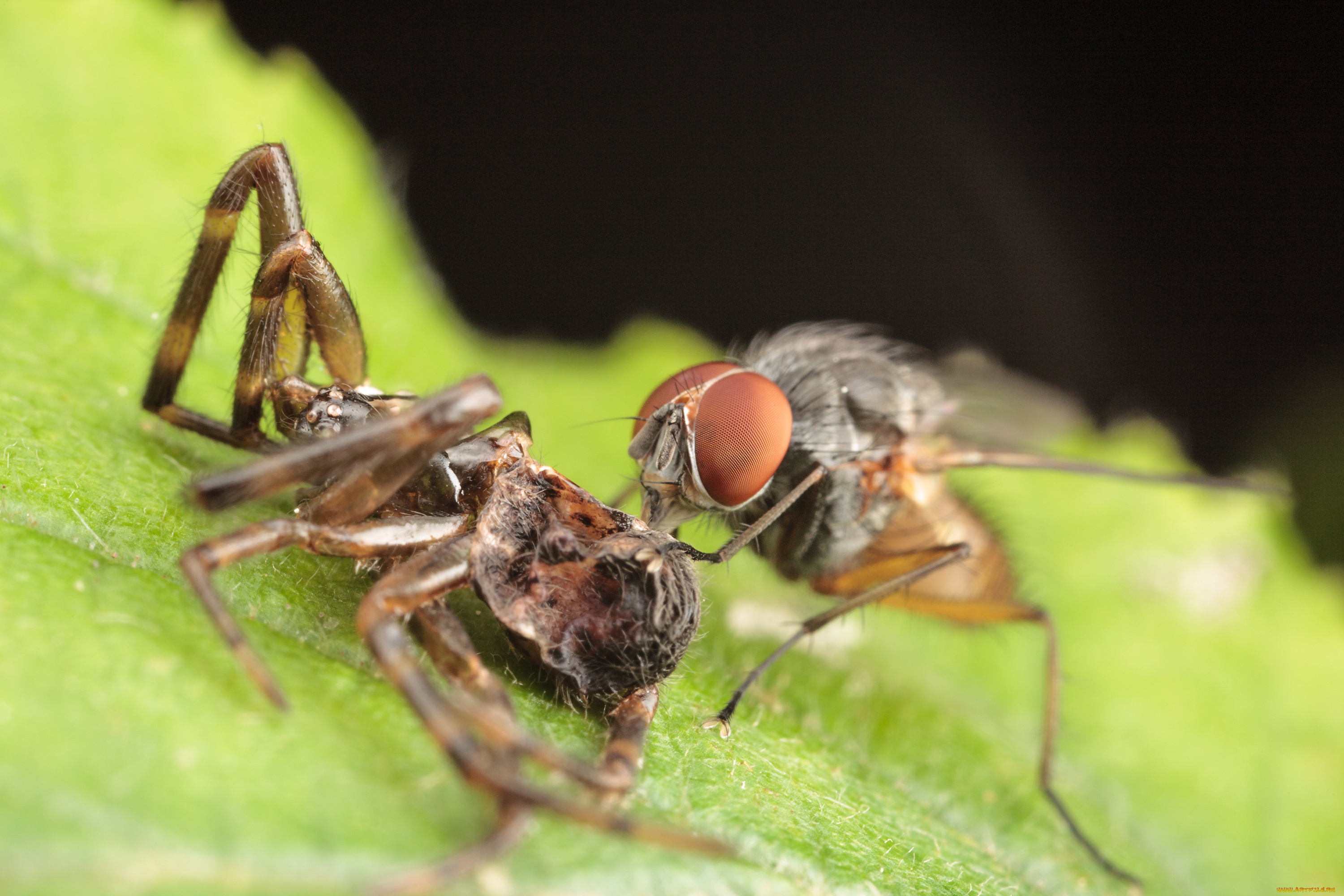 животные, насекомые, макро