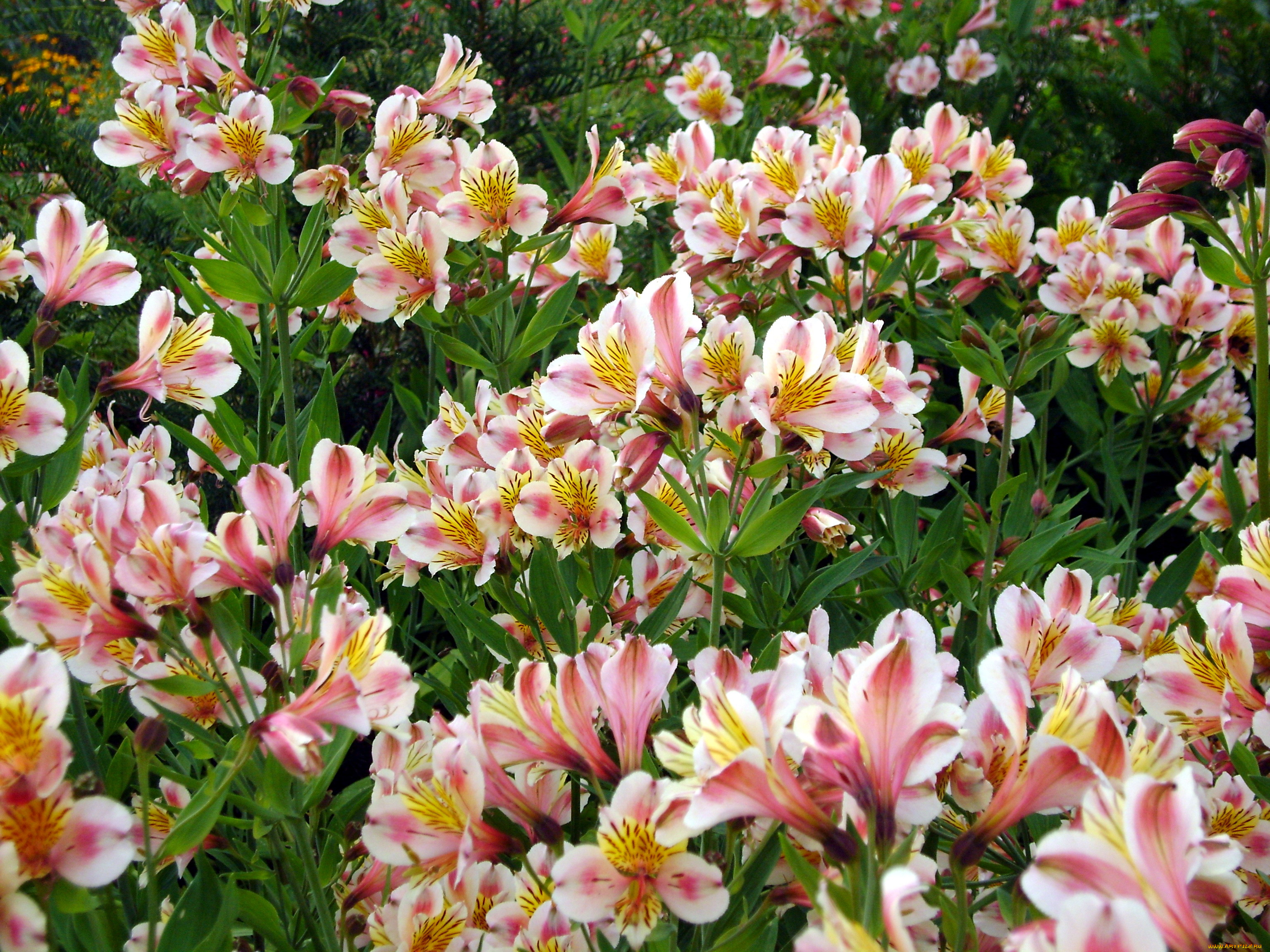 цветы, альстромерия