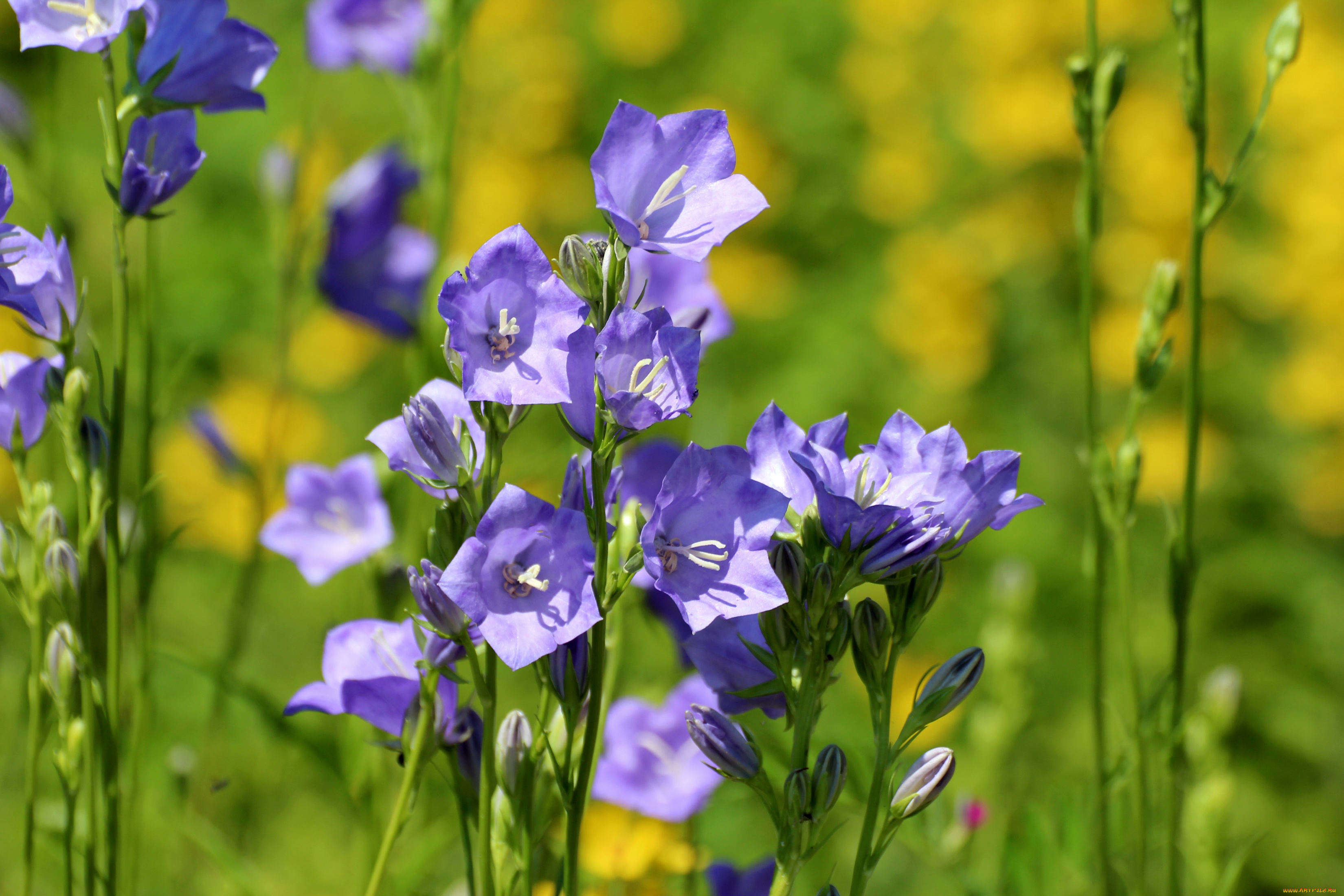 цветы, колокольчики, луг